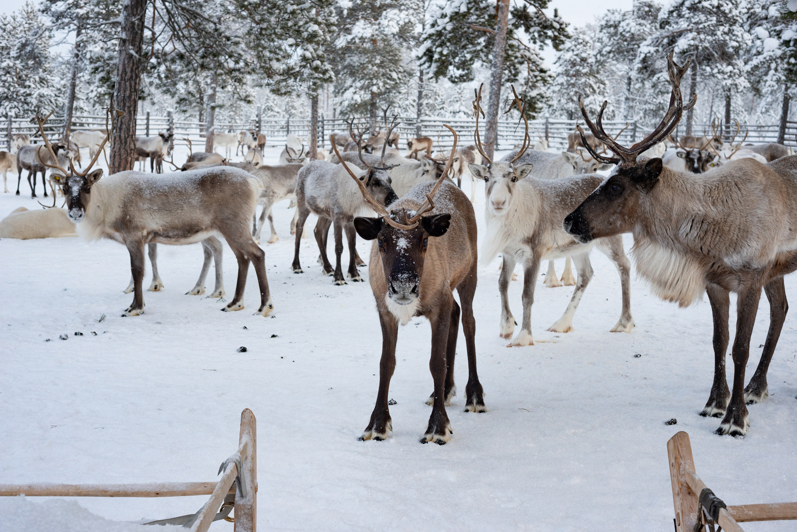 Северные Олени. Фотография — это миг, который фиксирует вечность