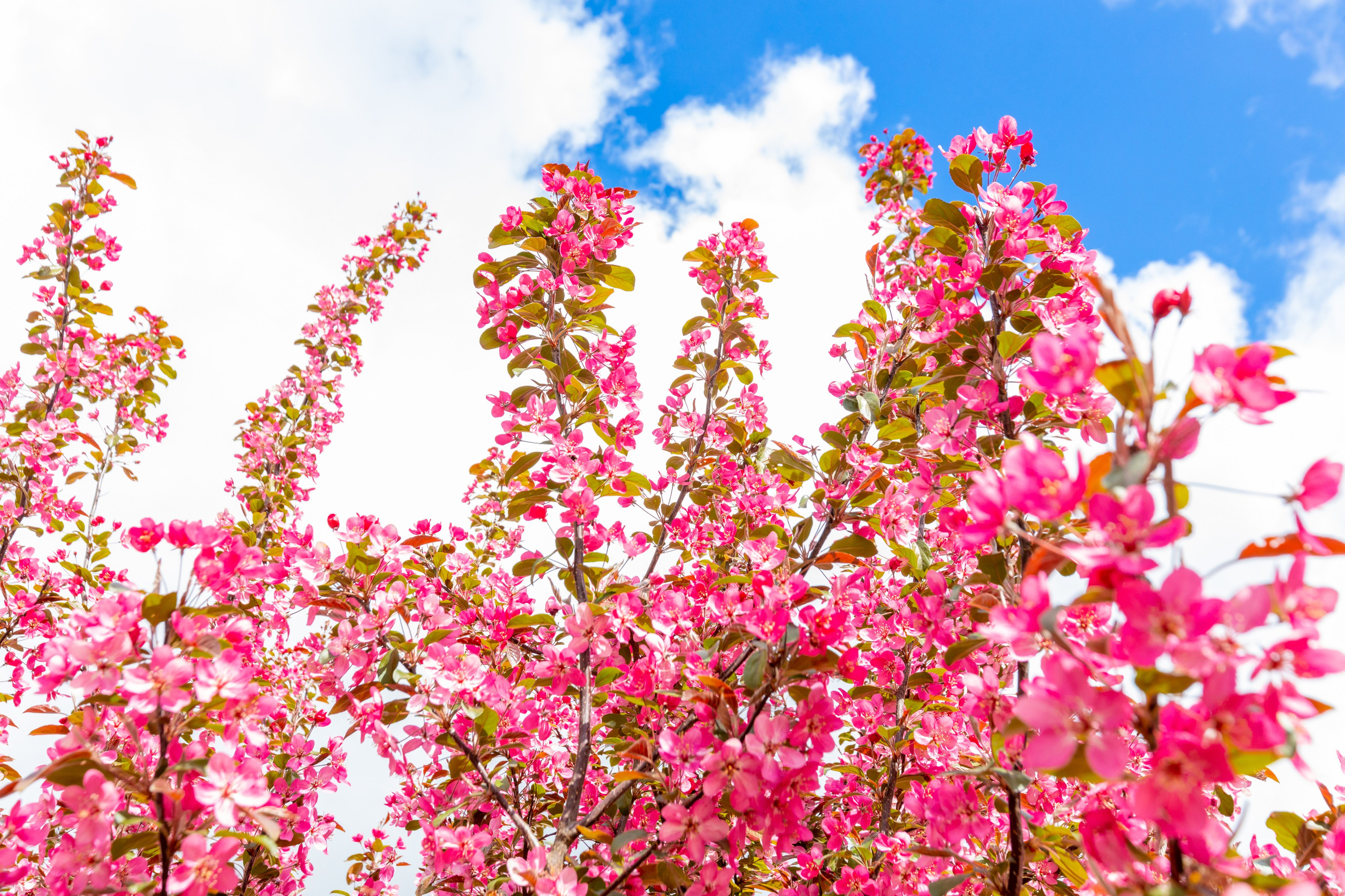 Весеннее цветение в Туле. Фотограф в Туле Крупский АнДРей. Фотостудия «КАДР71» в Туле