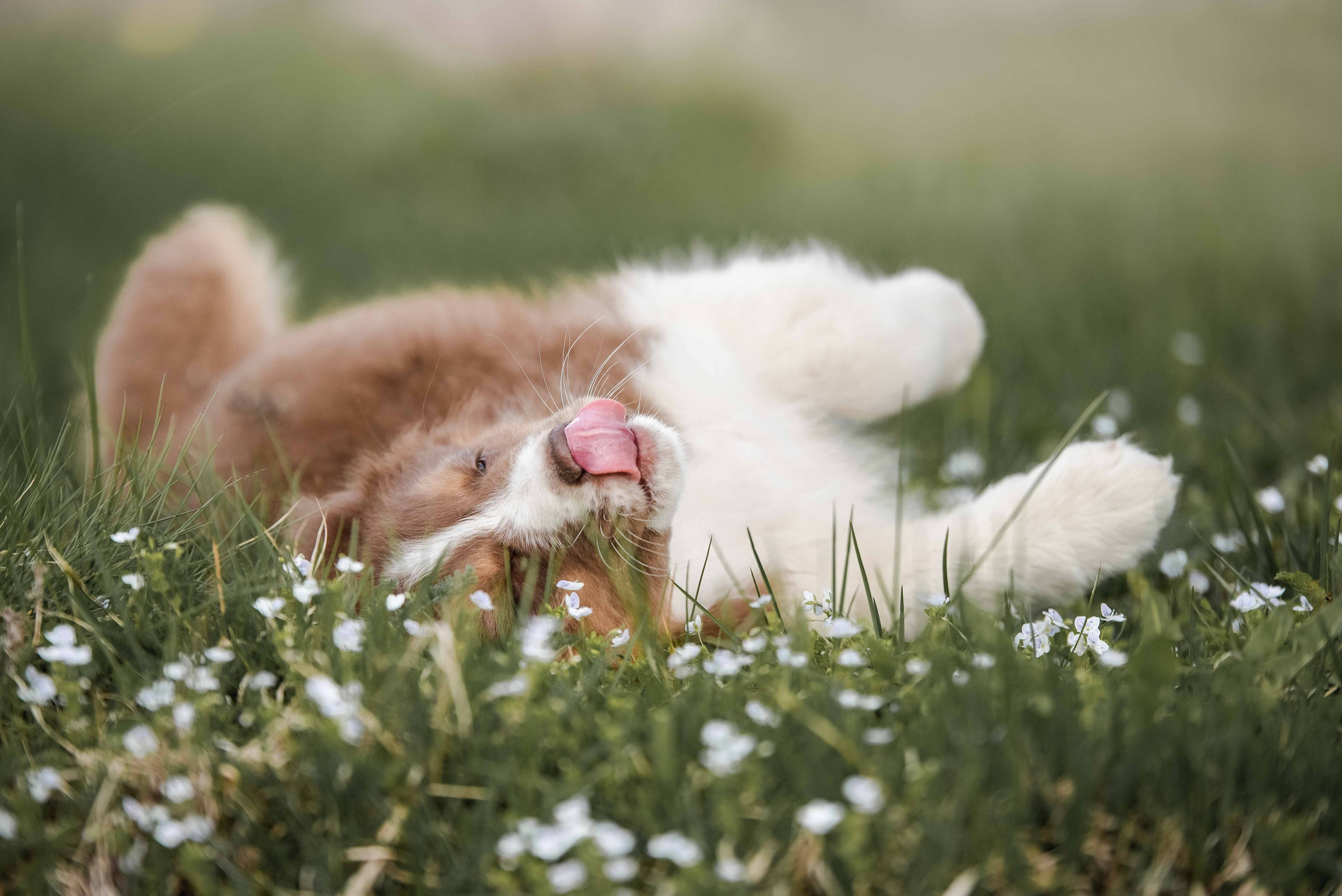 Обучение анималистической фотографии