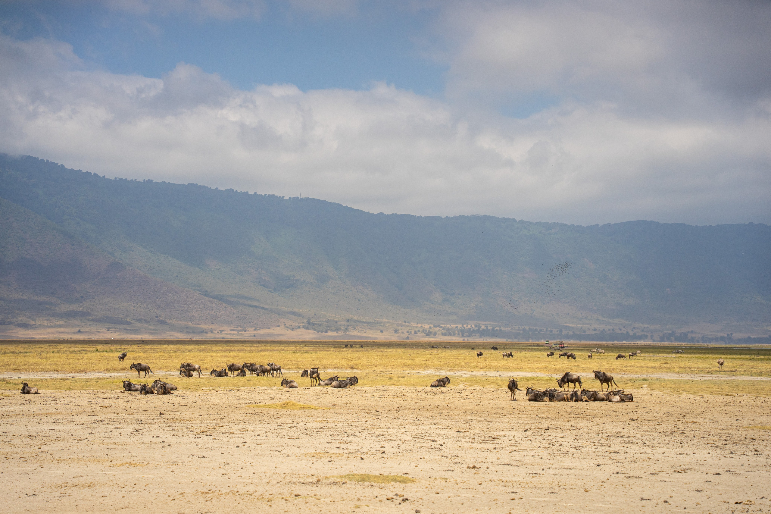 Танзания, сафари, 2025. Творческие сьемки