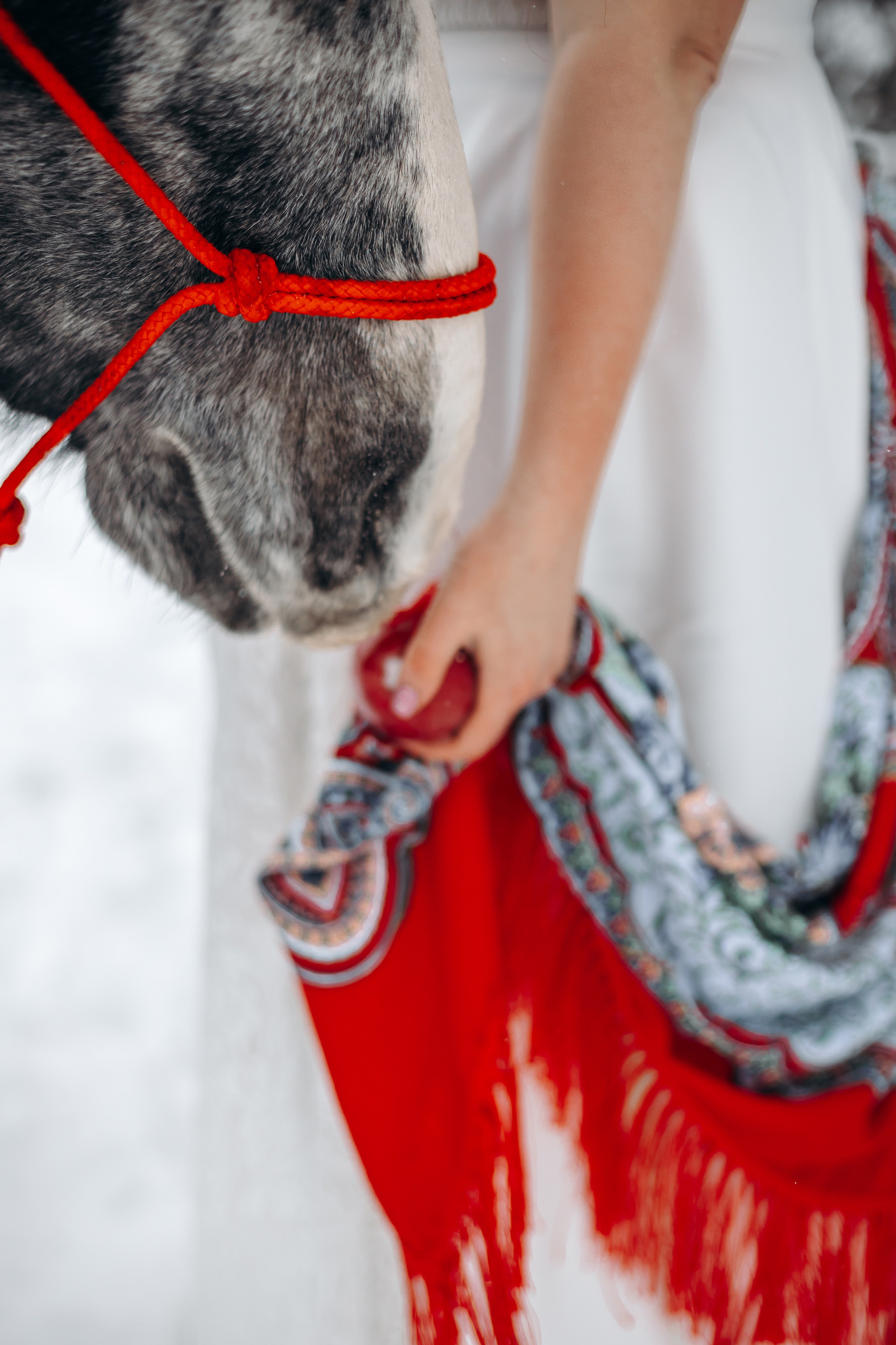 Яблоки на снегу. Анна Молчанова конный фотограф в Тюмени | фотосессии с лошадьми Тюмень