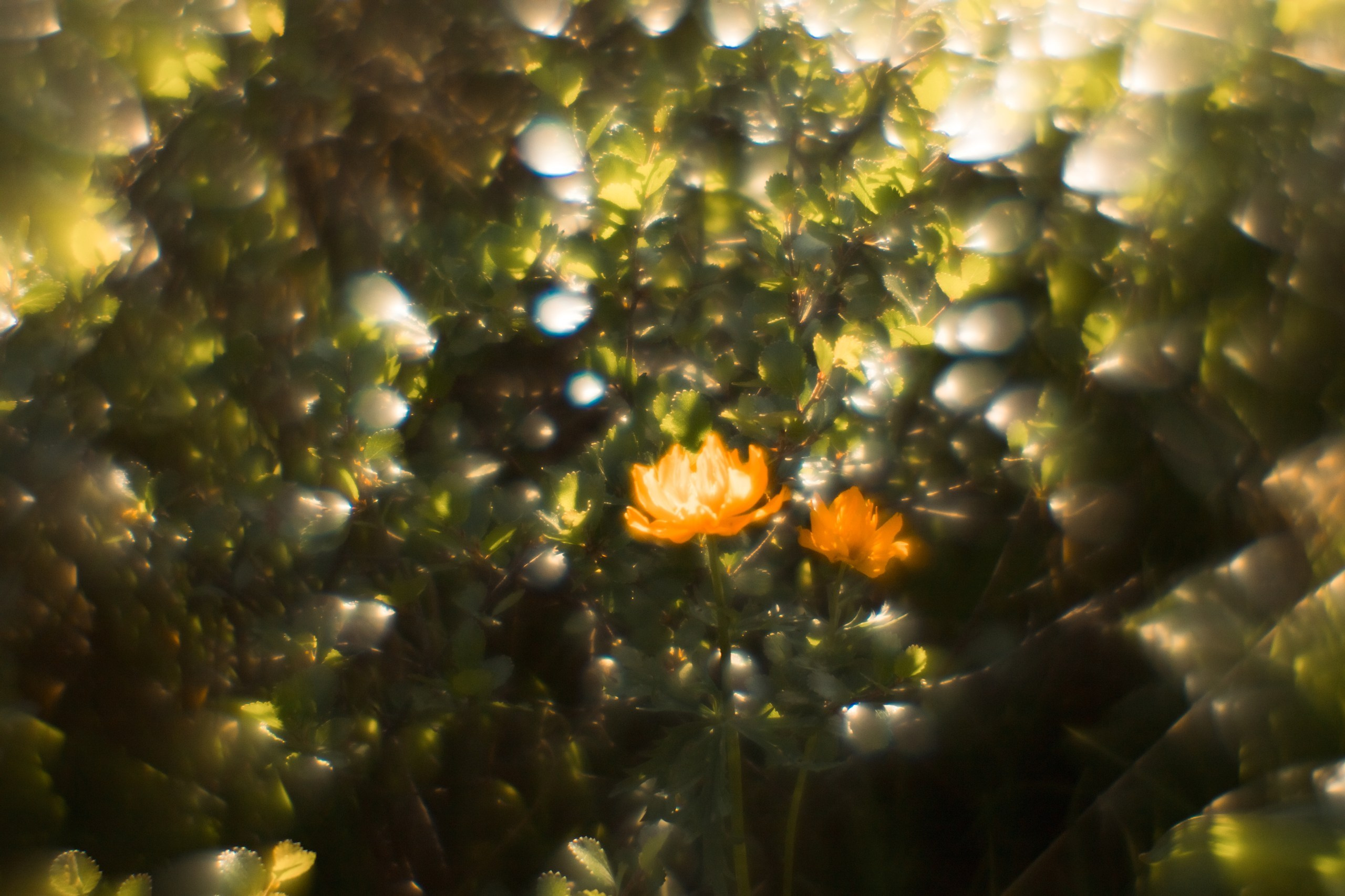 Ловец снов. Фотограф в Красноярске Оксана Корчагина