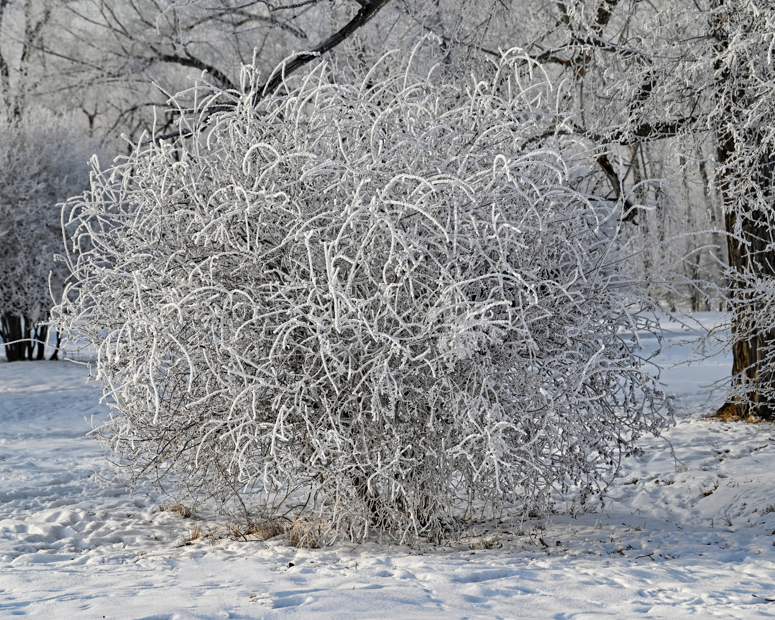 Сибирская зима прекрасна!. FotoGraf