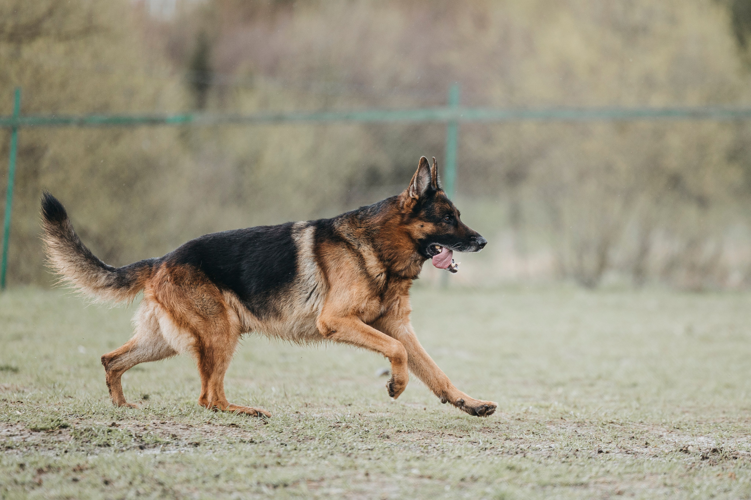 09.05.25 Вологда соревнования. Фотограф-анималист Анна Маринич