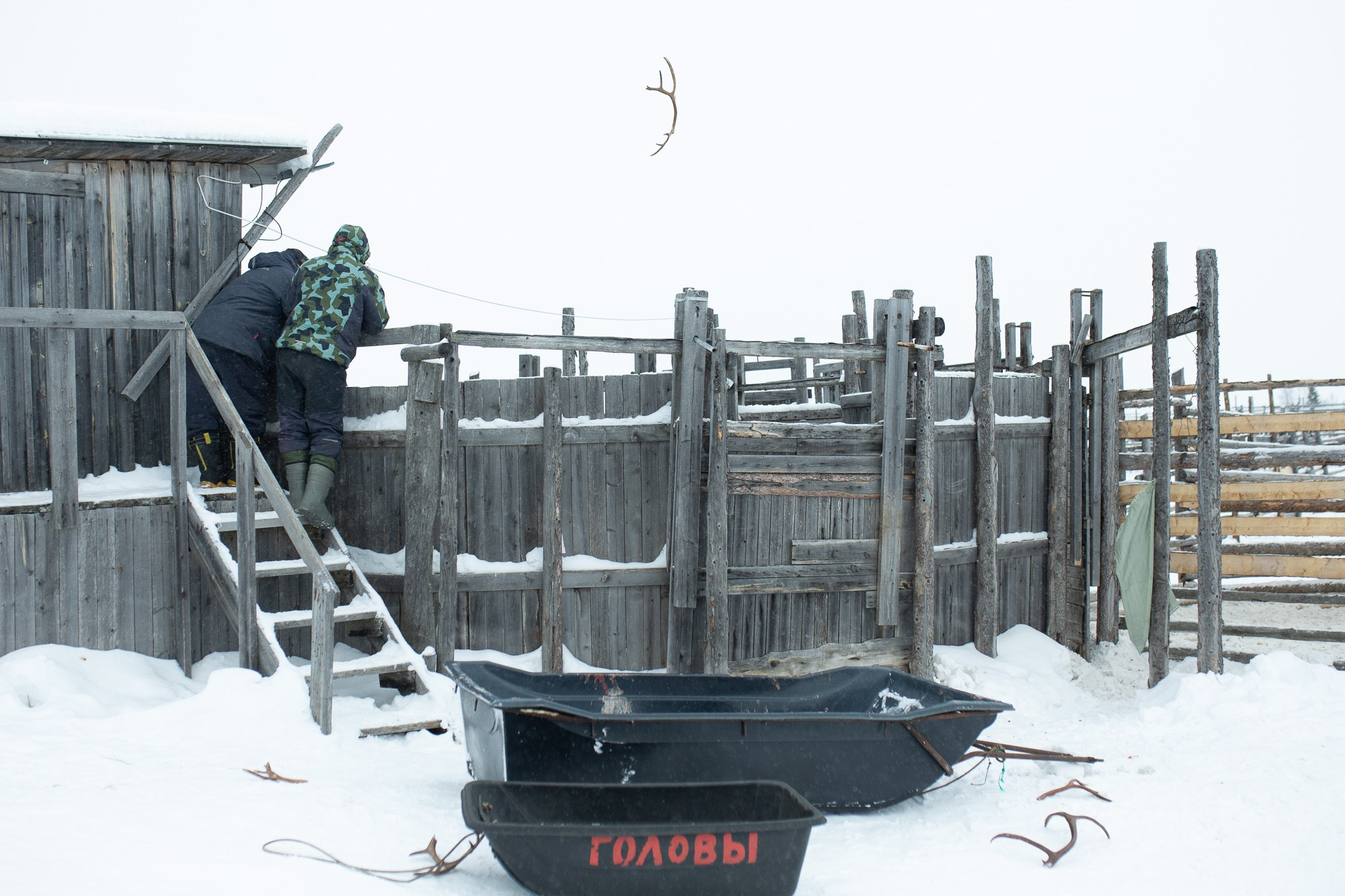 Кораль. На север к оленям. Репортажный фотограф в Сочи — Михаил Мордасов