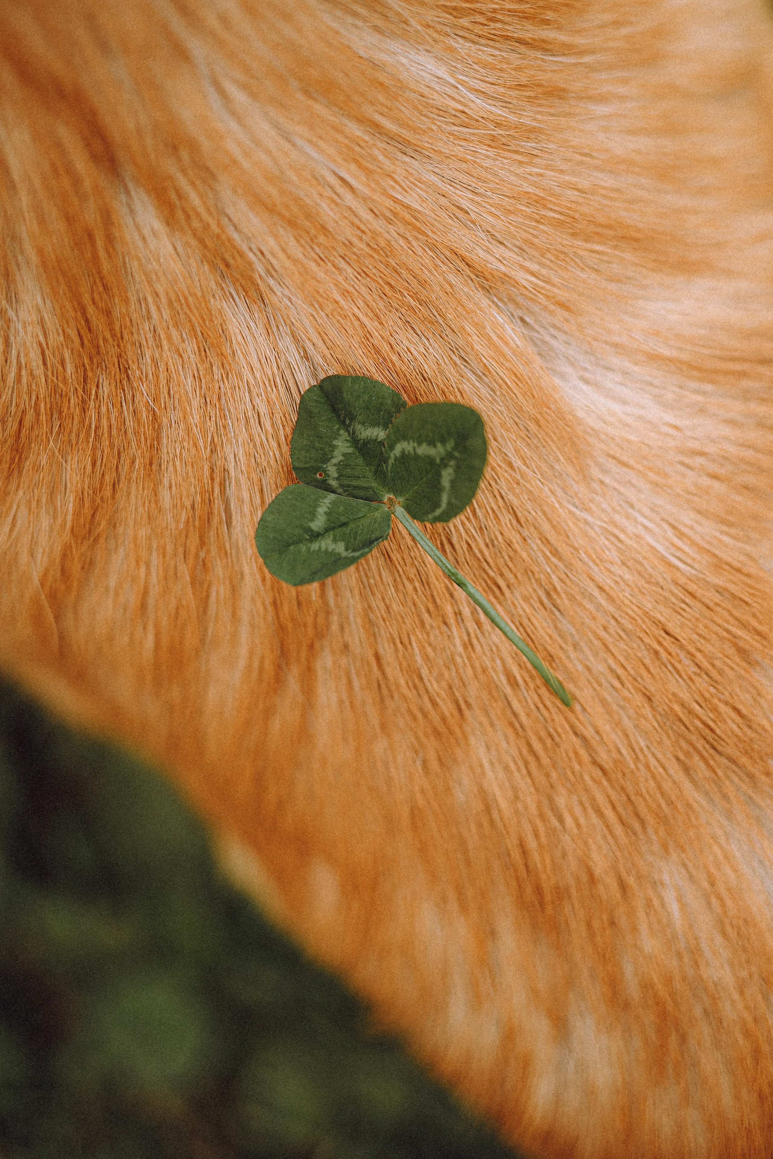 Никки и его семья