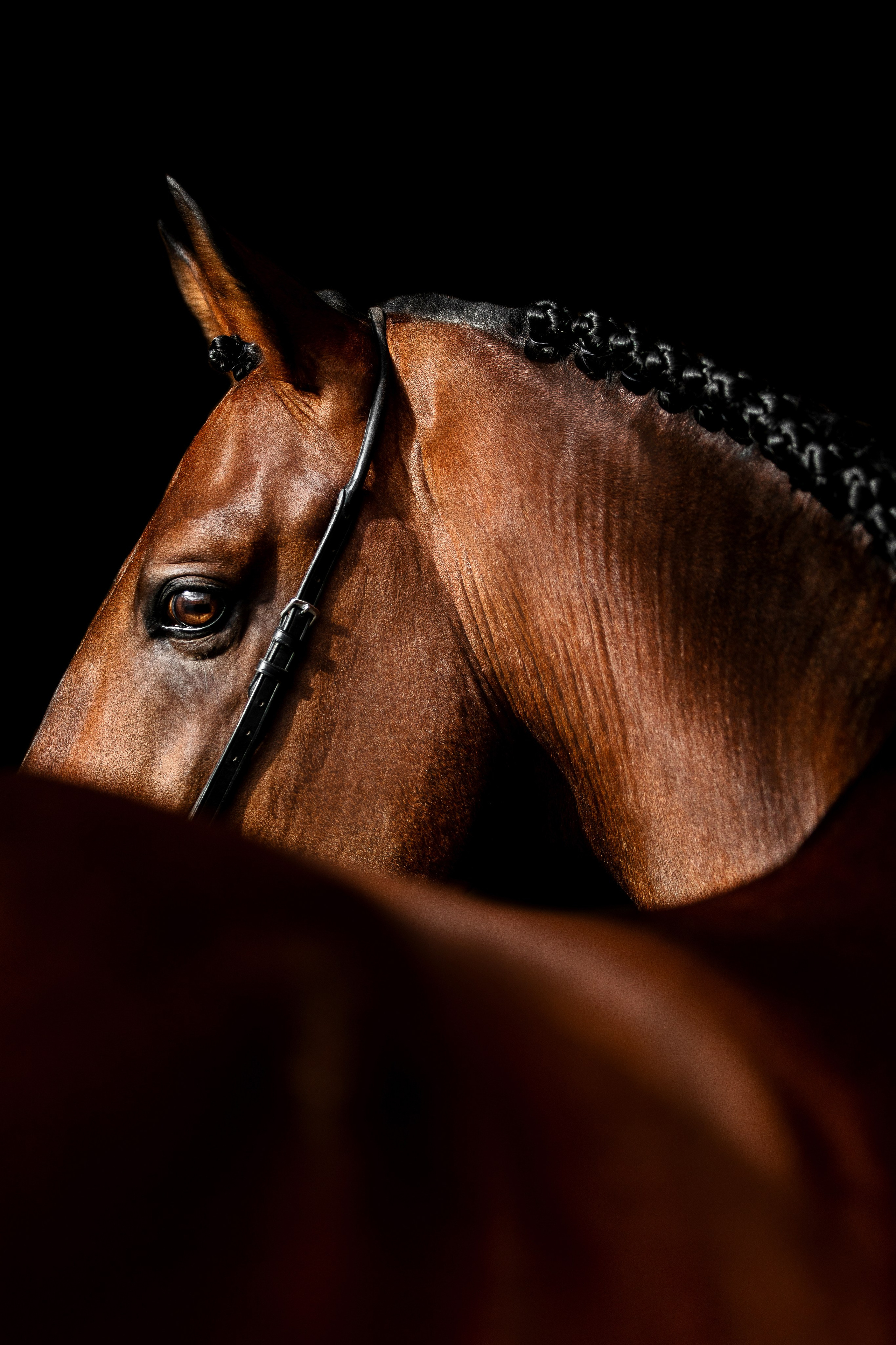 Конные портреты. Veronika Makeeva horse photo