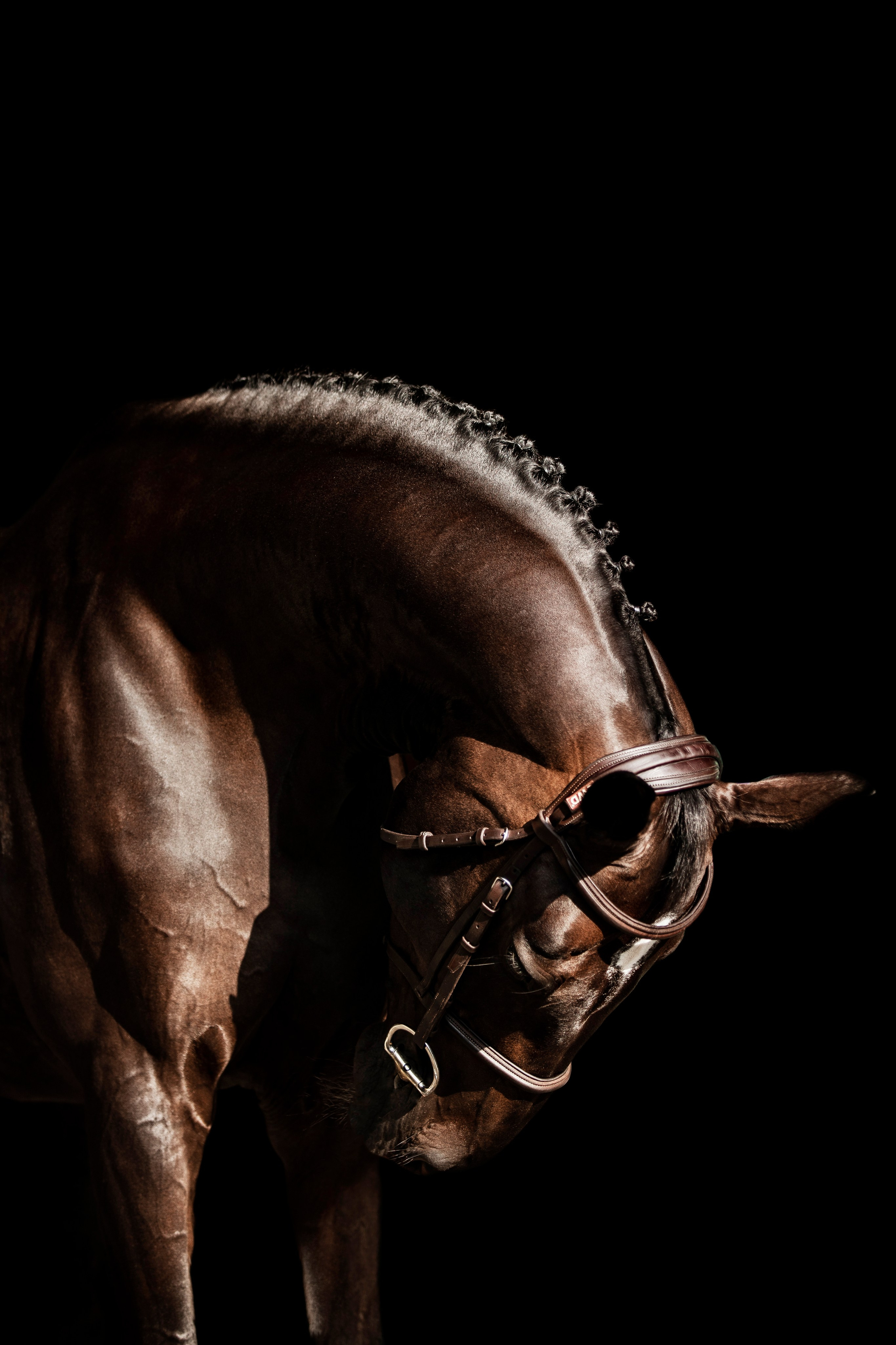 Конные портреты. Veronika Makeeva horse photo