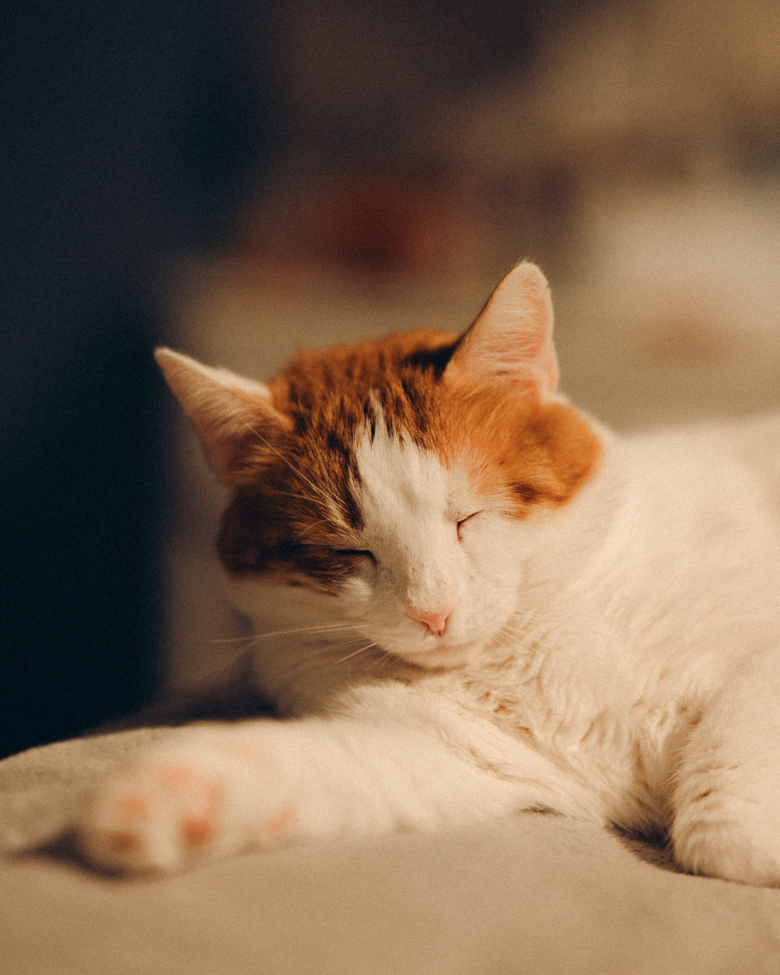 Домашняя фотосессия с питомцами