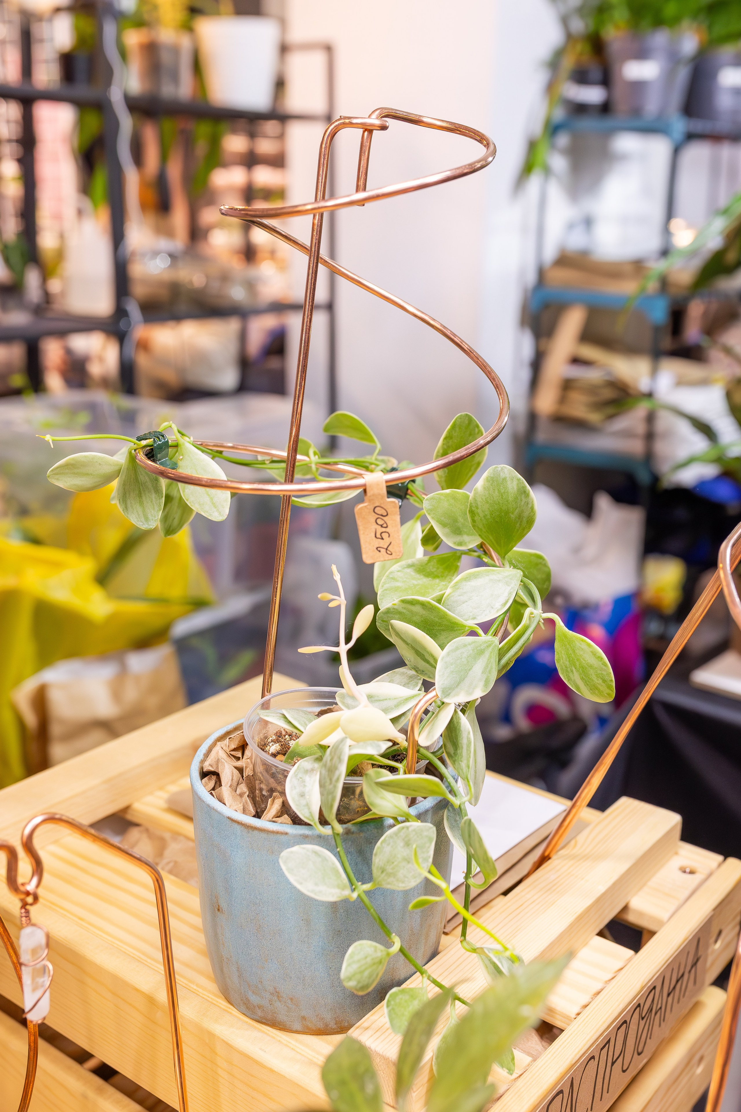 Монстериум апрель 2026. Александра Куликова фотограф, Москва