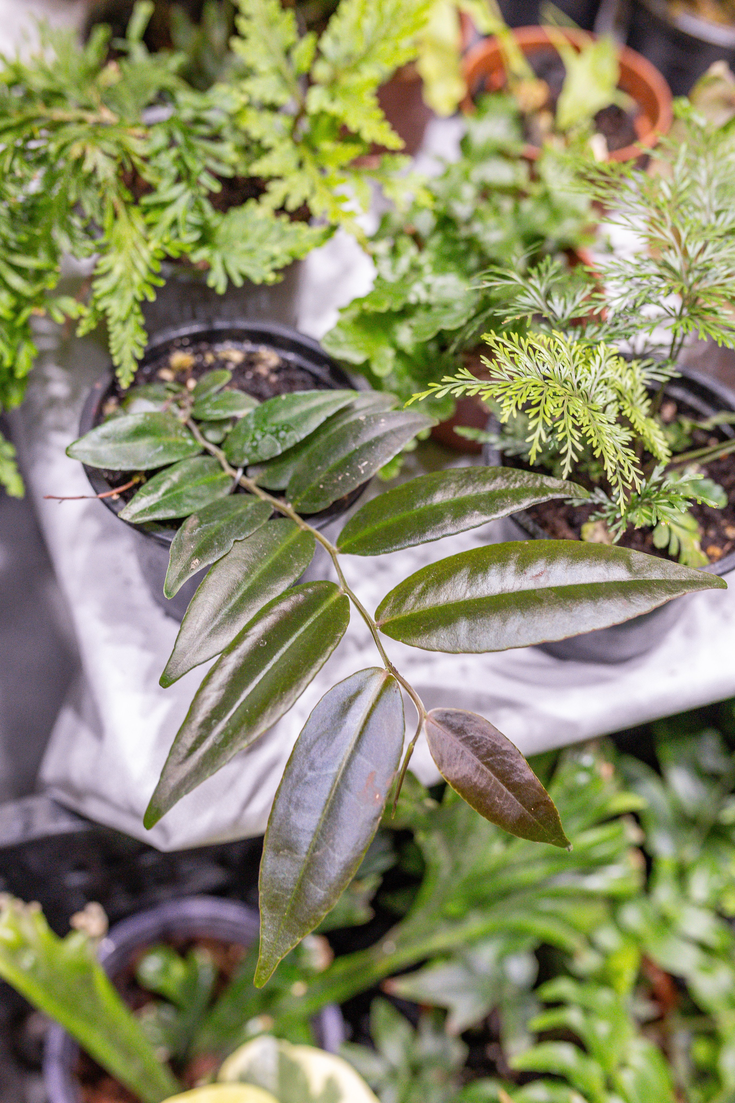 Орхидиум 12.2025. Александра Куликова фотограф, Москва