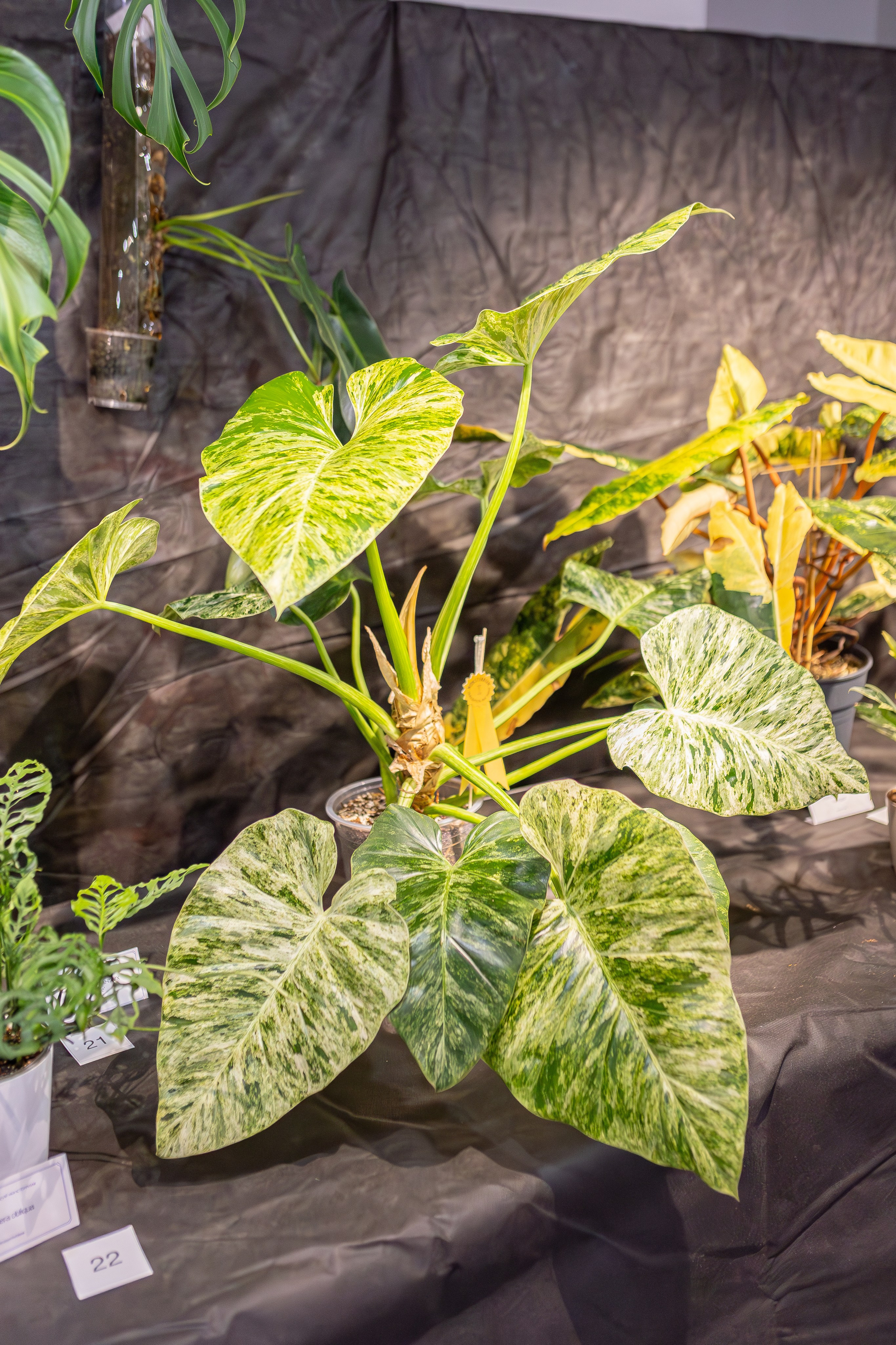 Монстериум апрель 2026. Александра Куликова фотограф, Москва