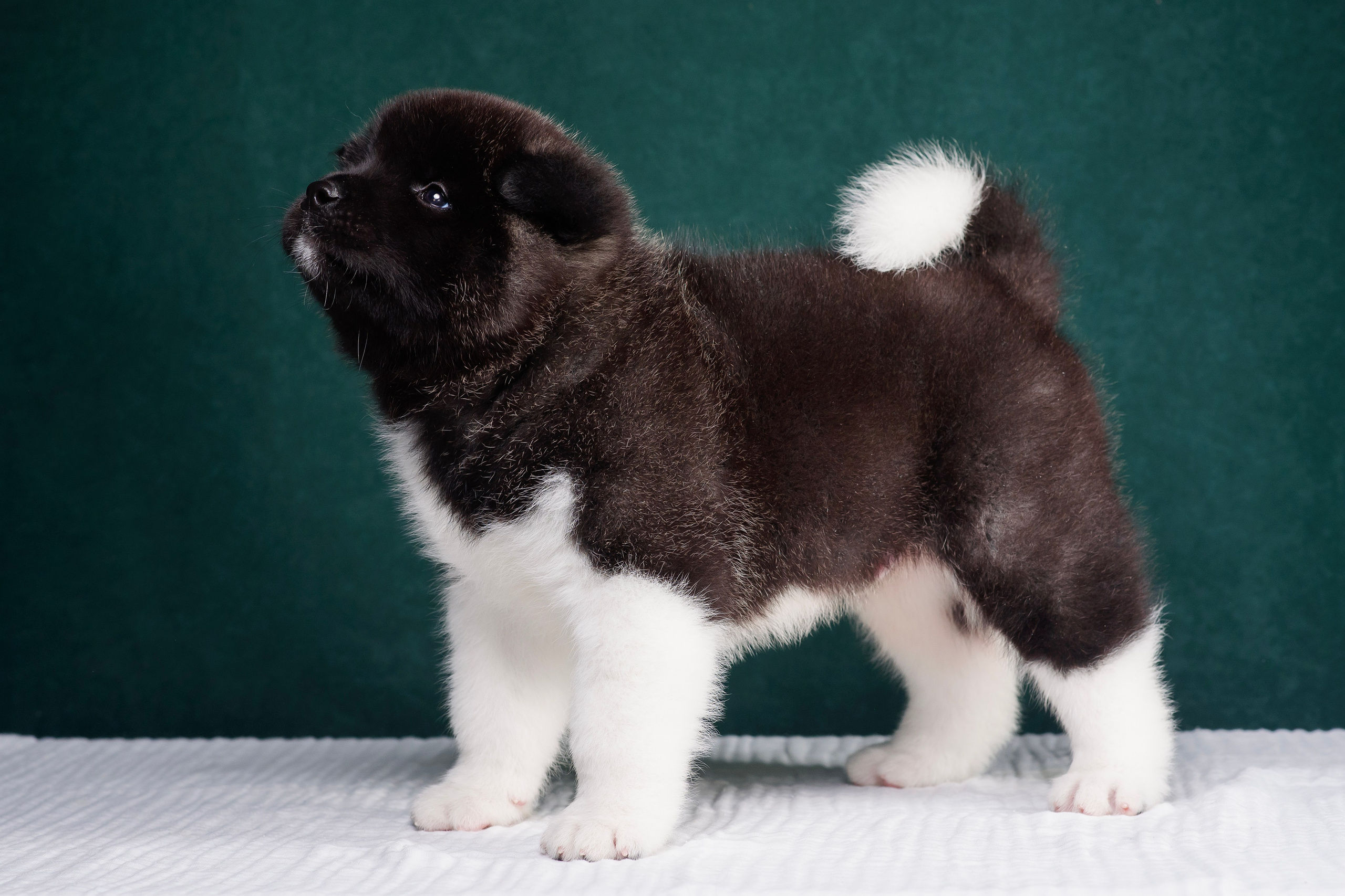 Щенки Американской Акиты. Фотограф — Анималист | Анна Абрамова