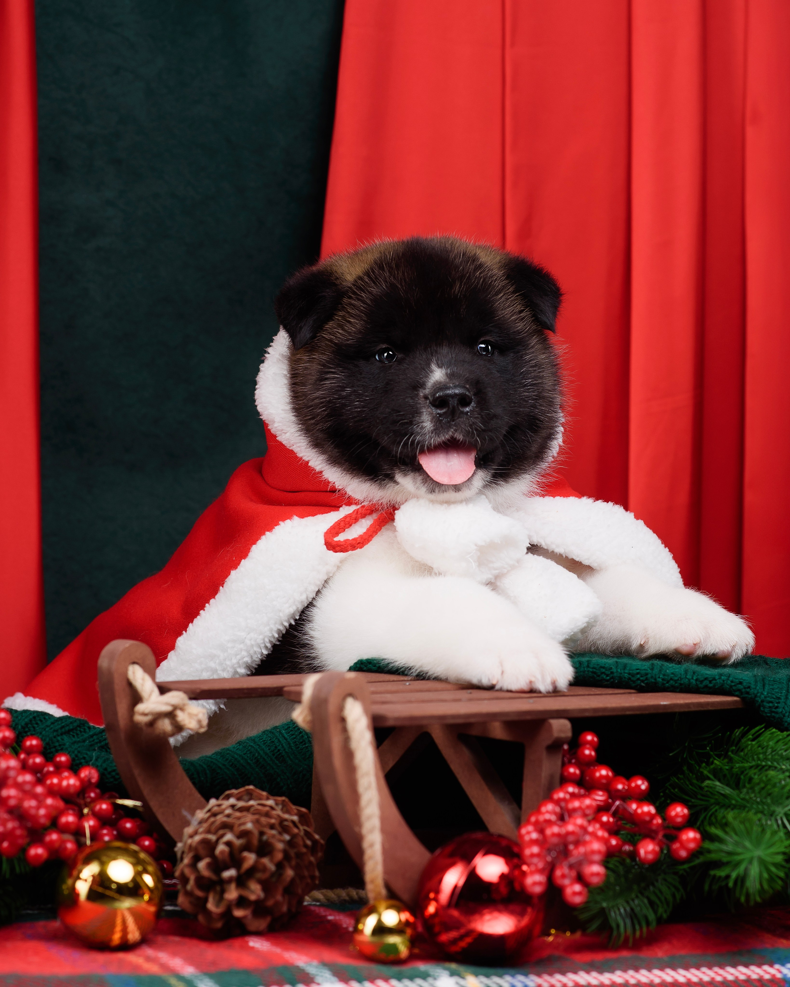 Щенки Американской Акиты. Фотограф — Анималист | Анна Абрамова