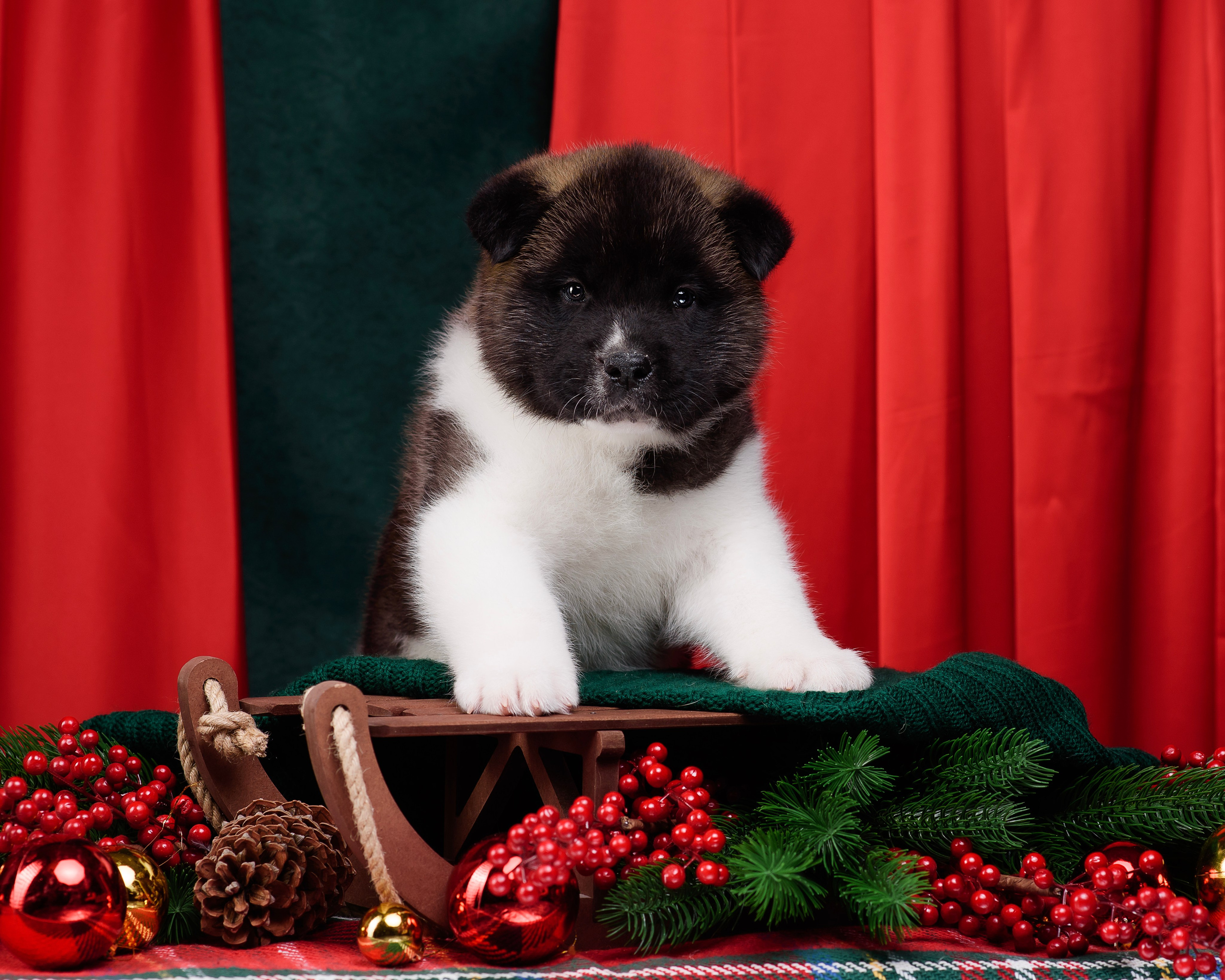 Щенки Американской Акиты. Фотограф — Анималист | Анна Абрамова