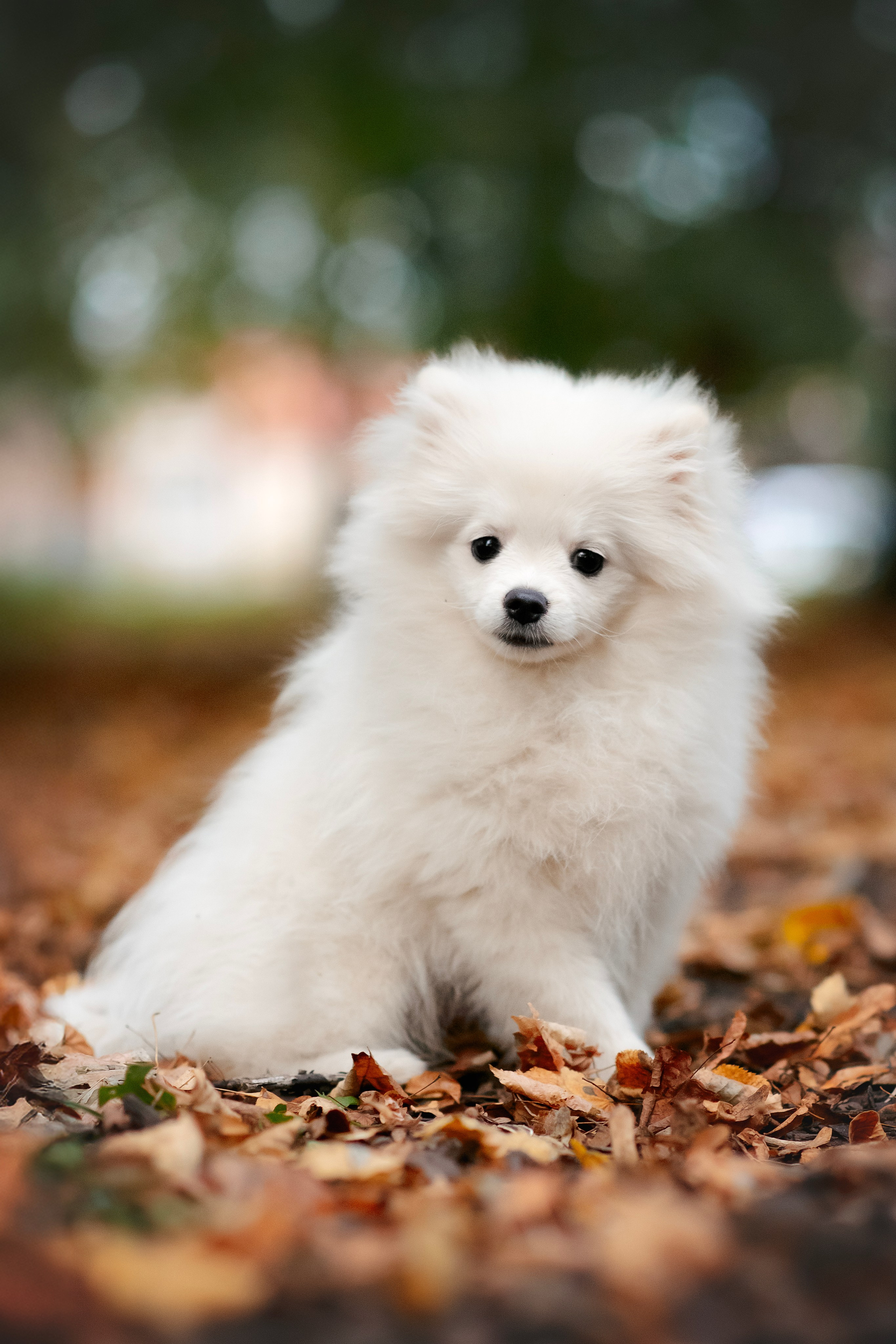 Малый немецкий шпиц — 18.09.2025. Фотограф — Анималист | Анна Абрамова