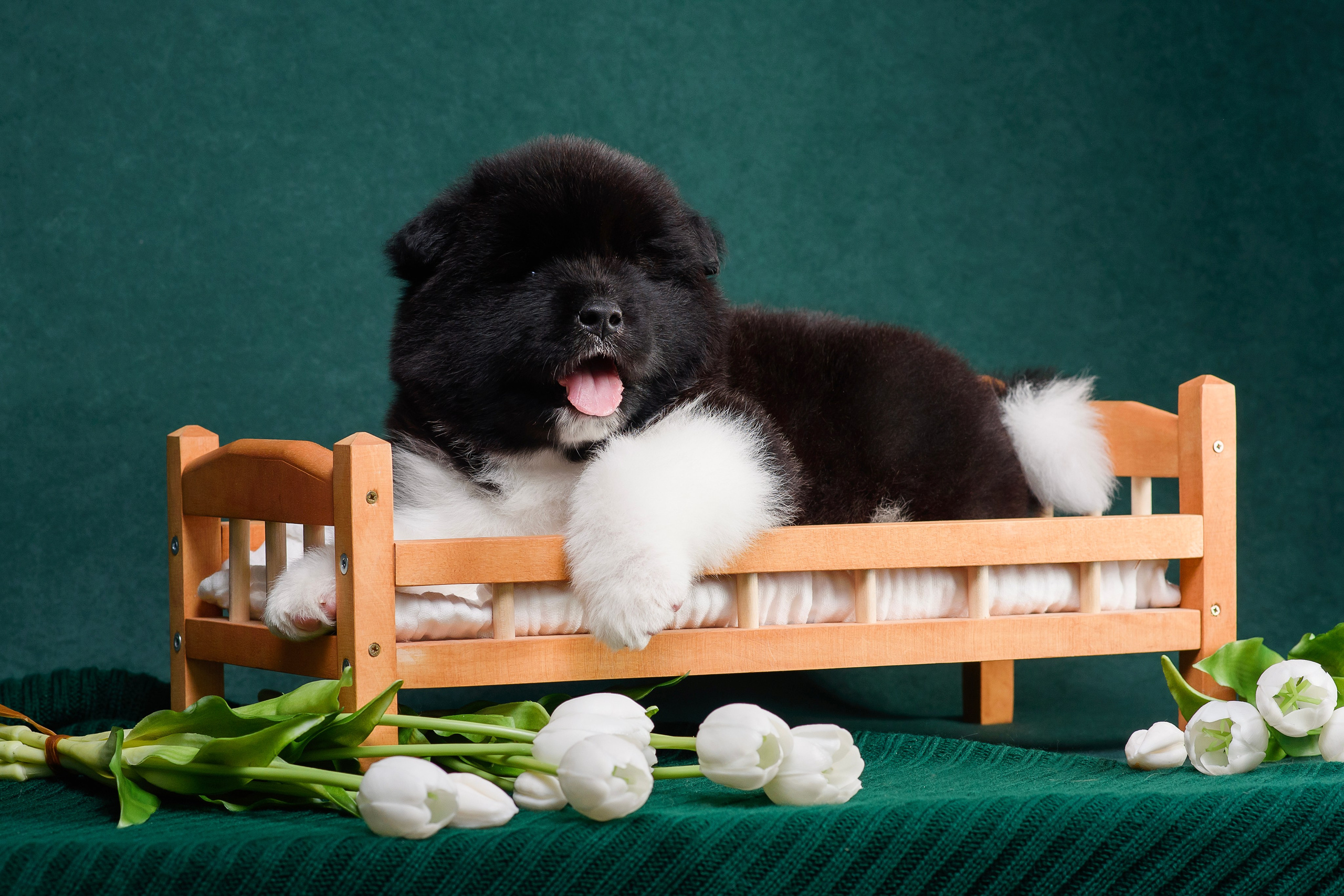 Щенки Американской Акиты. Фотограф — Анималист | Анна Абрамова