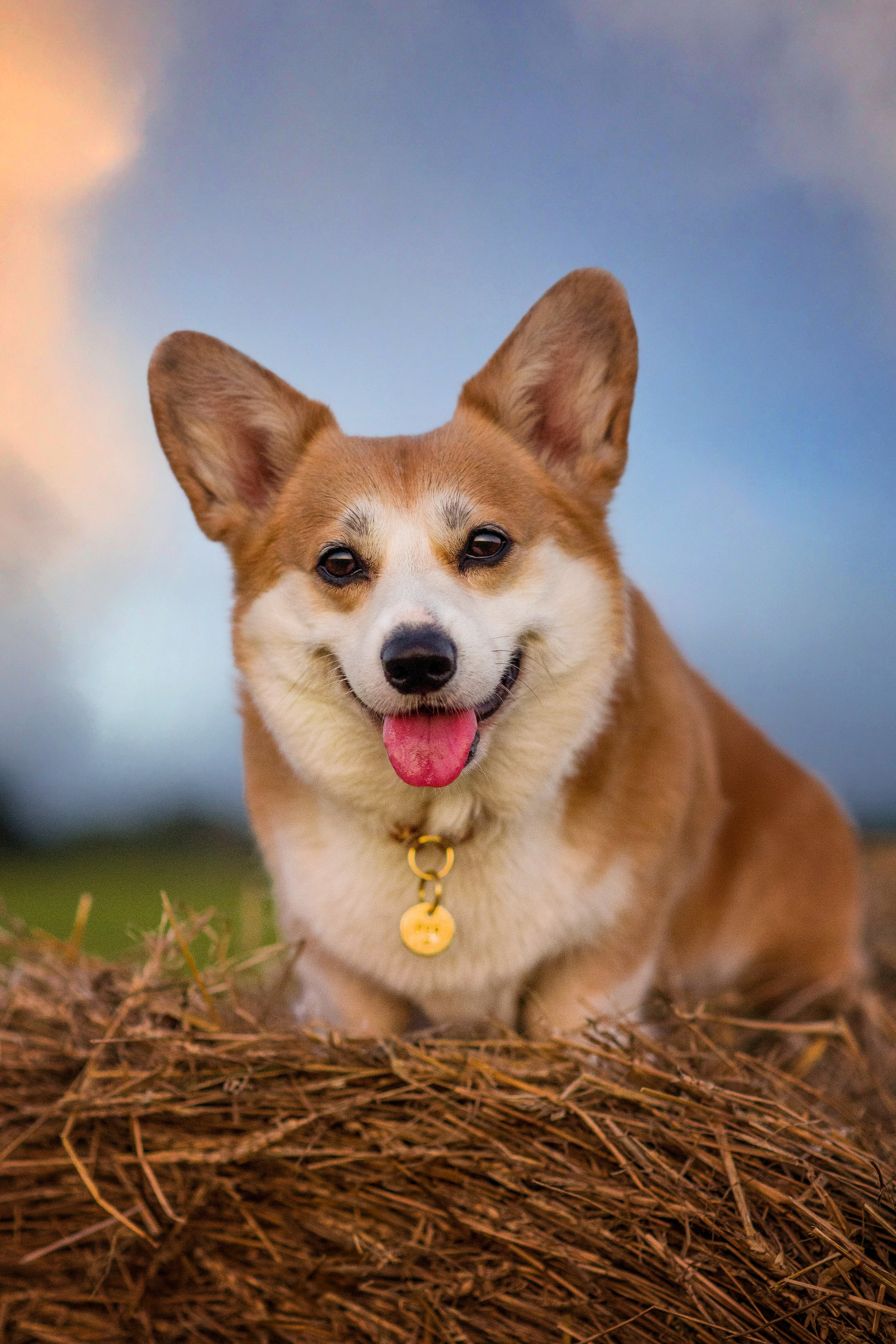 Лея и тюки — 10.08.2023. Фотограф — Анималист | Анна Абрамова