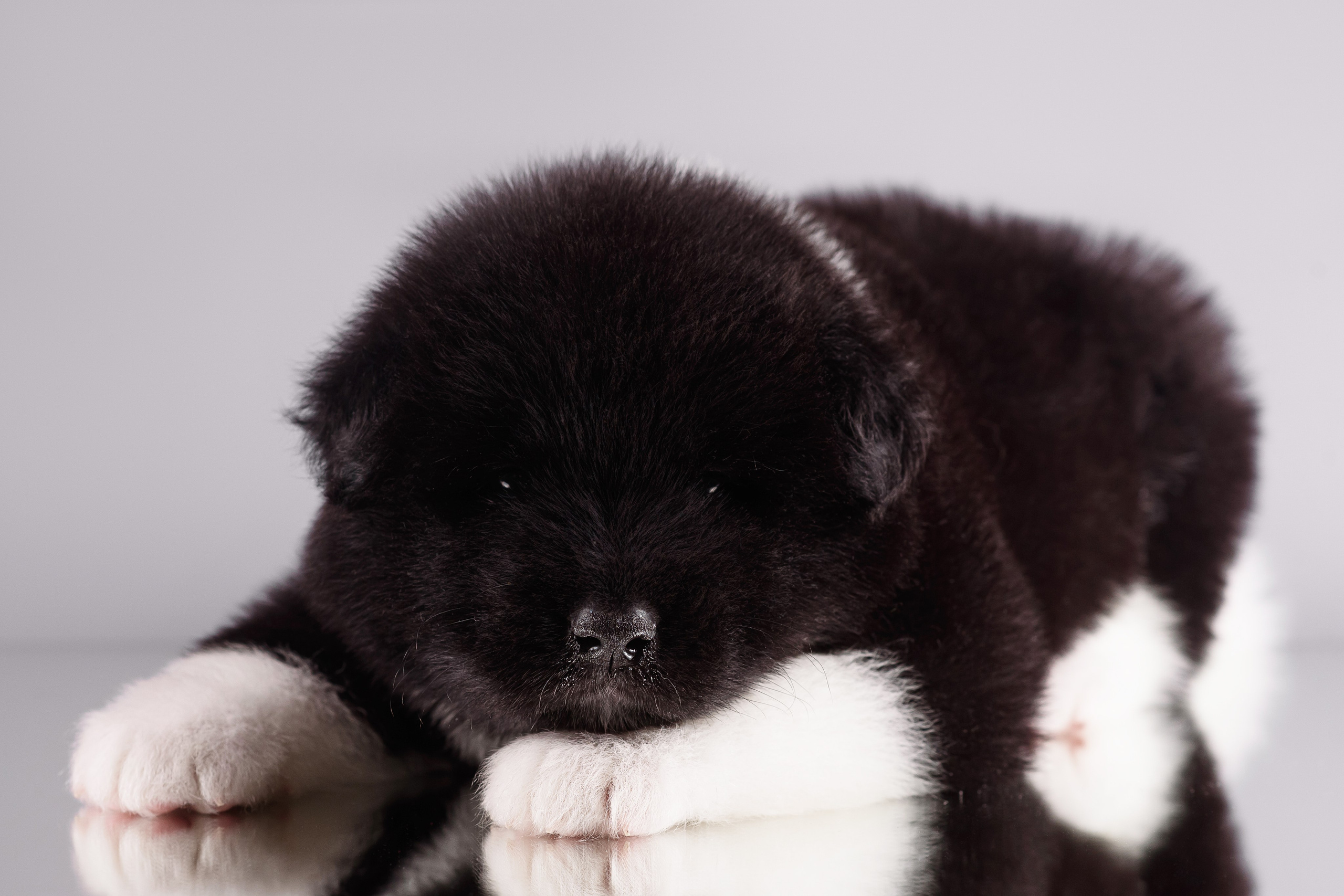 Щенки Американской Акиты — 04.11.2024. Фотограф — Анималист | Анна Абрамова