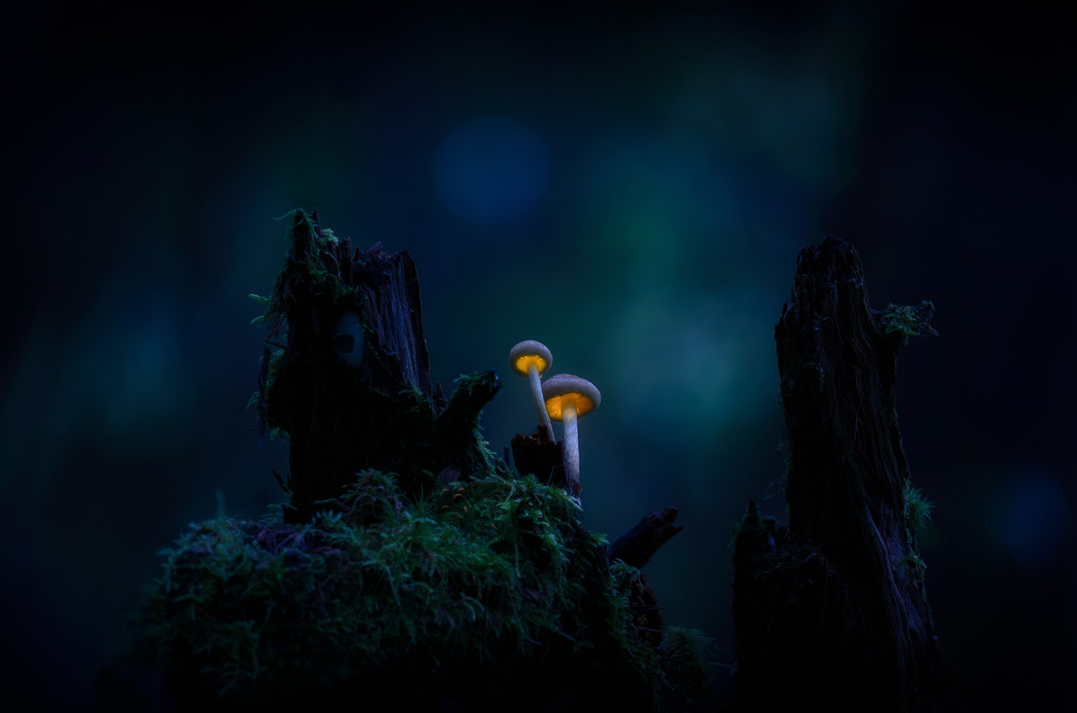 Volkovart.ru glowing mushrooms photography. Volkovart.online nature photography