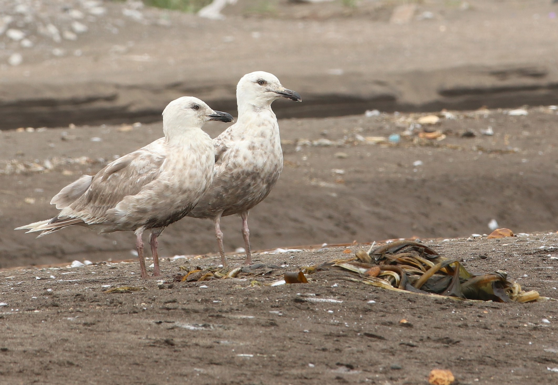 Камчатка и о. Парамушир. Июль 2024. Путешественник-фотограф из Санкт-Петербурга Татьяна Свистулина