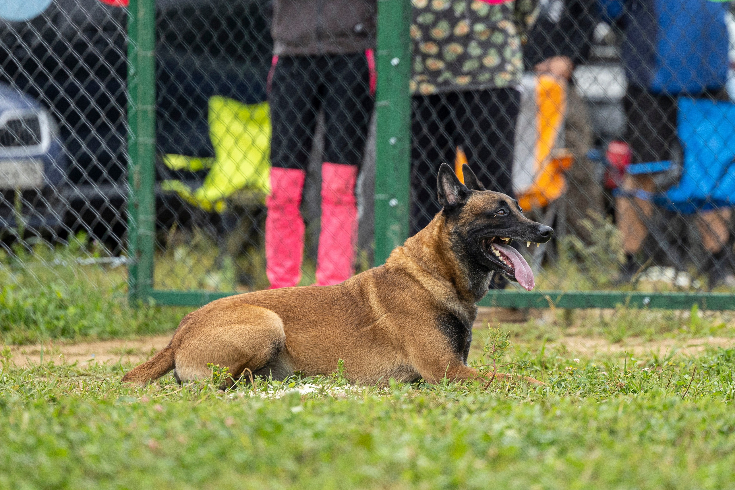 Соревнования по Мондьорингу г. Вологда 10-11.08.2024. Фотограф-анималист Анна Маринич