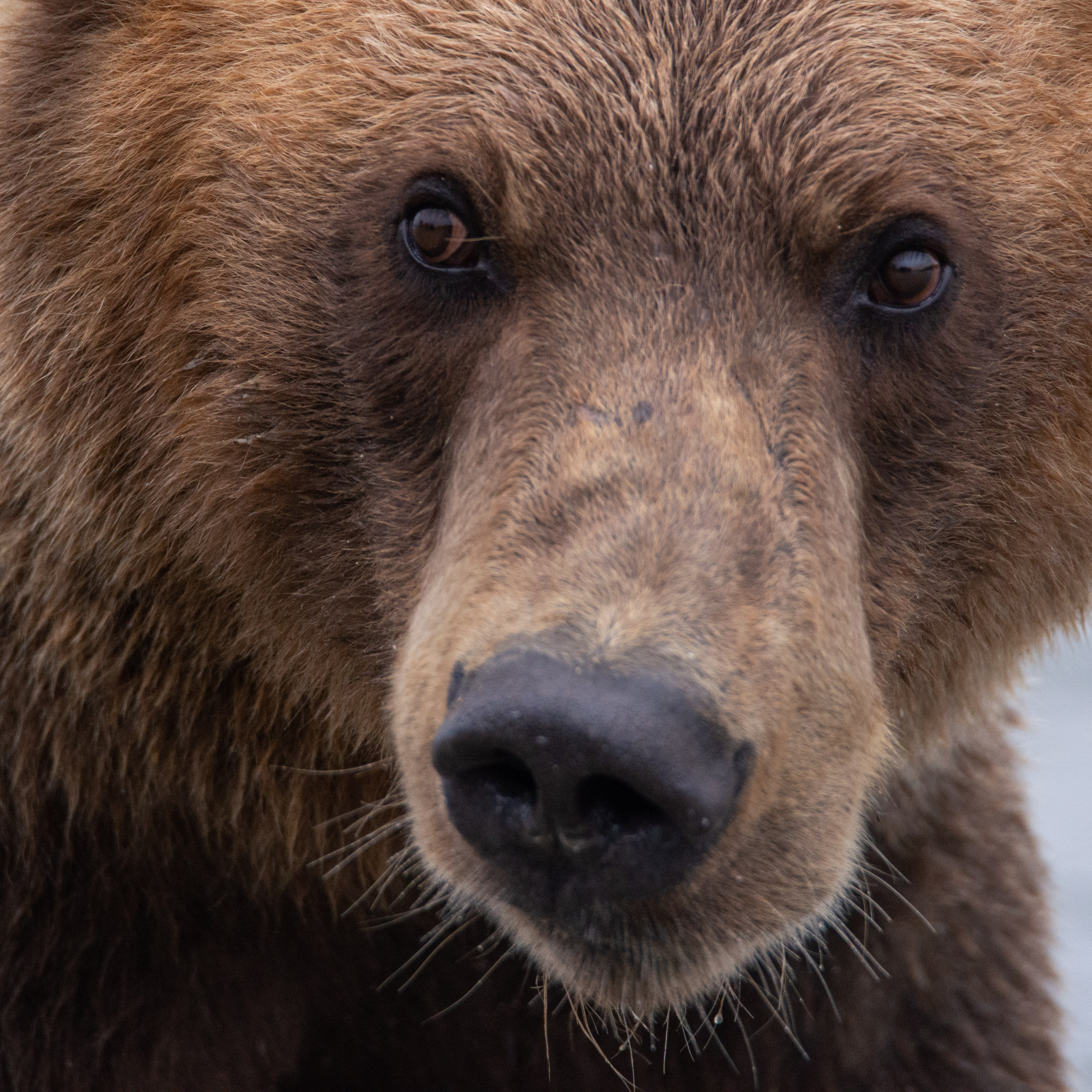 Камчатка — земля медведей. Игорь Иванко — Репортажный и событийный фотограф. Москва