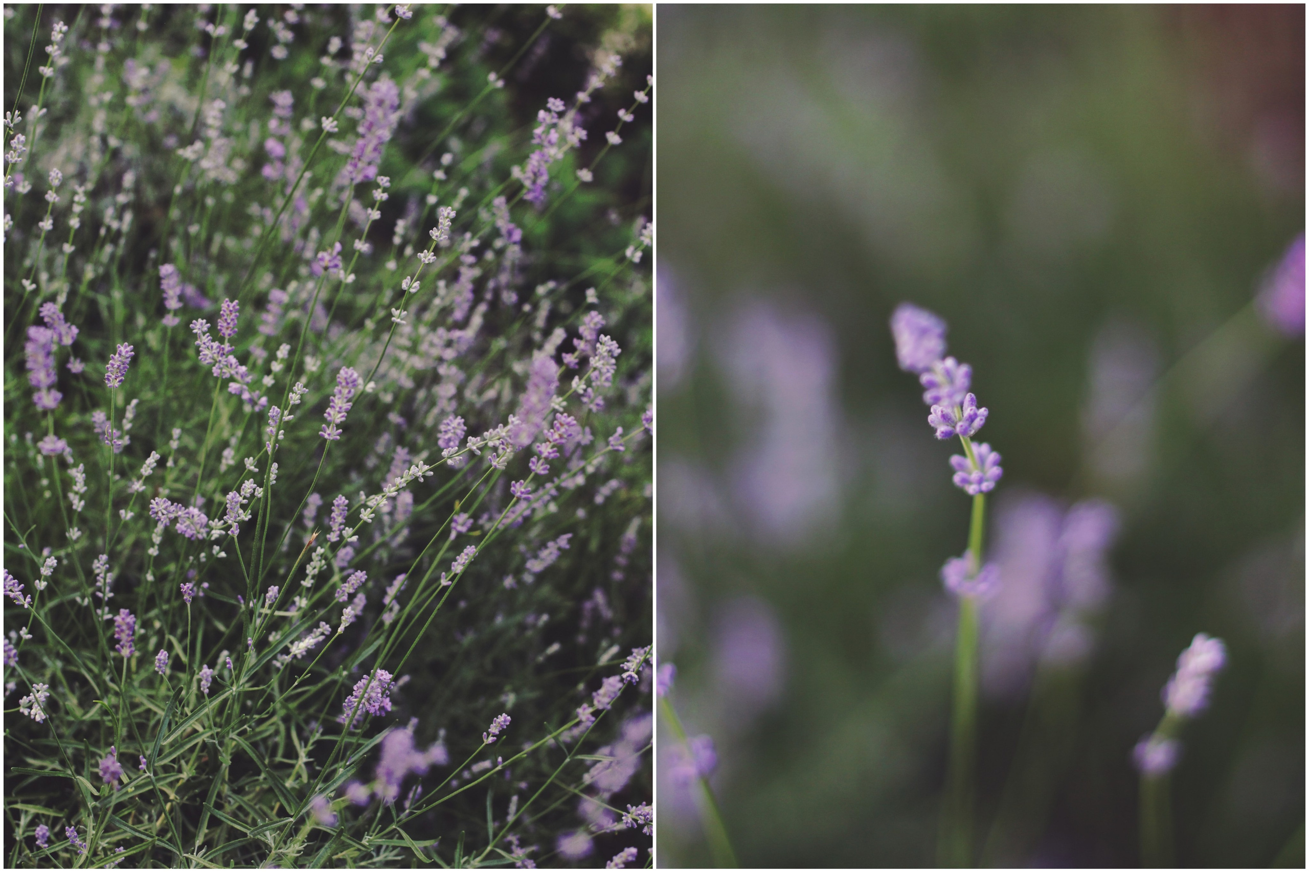 Болгария. Аня Степанова