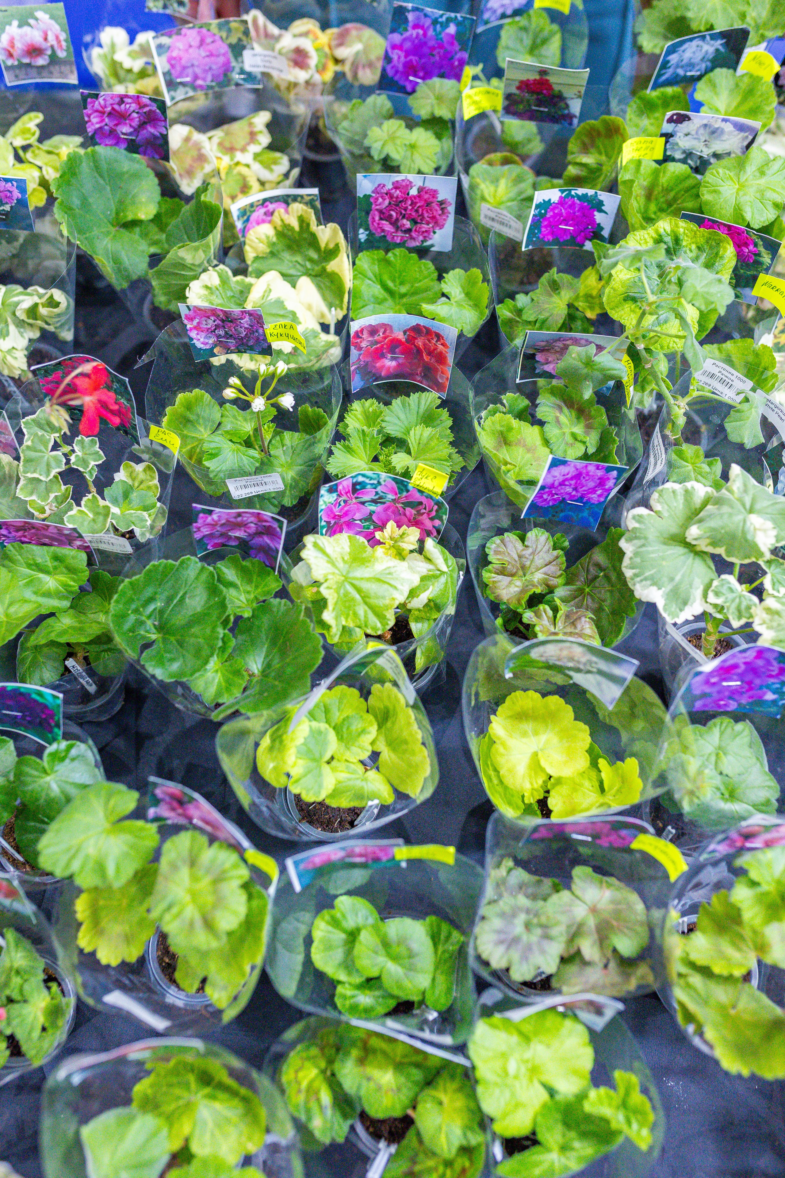 Орхидиум 12.2025. Александра Куликова фотограф, Москва