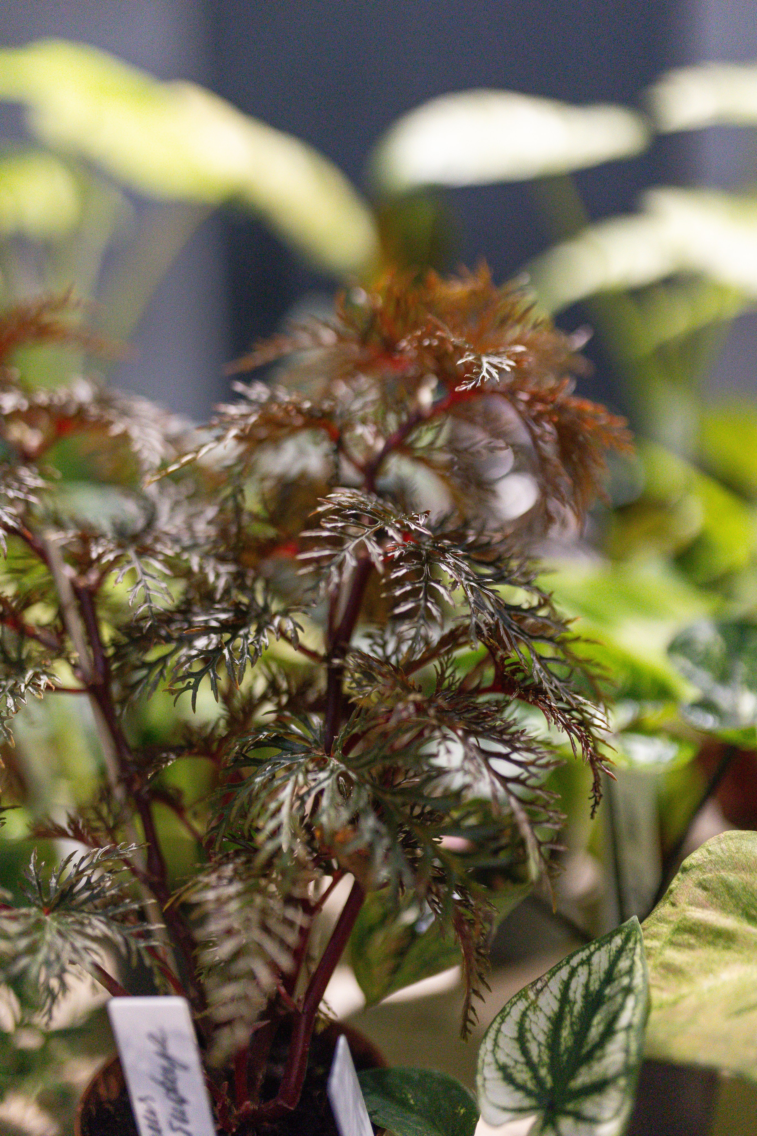 Ярмарка Green Rare 20.09.25. Александра Куликова фотограф, Москва