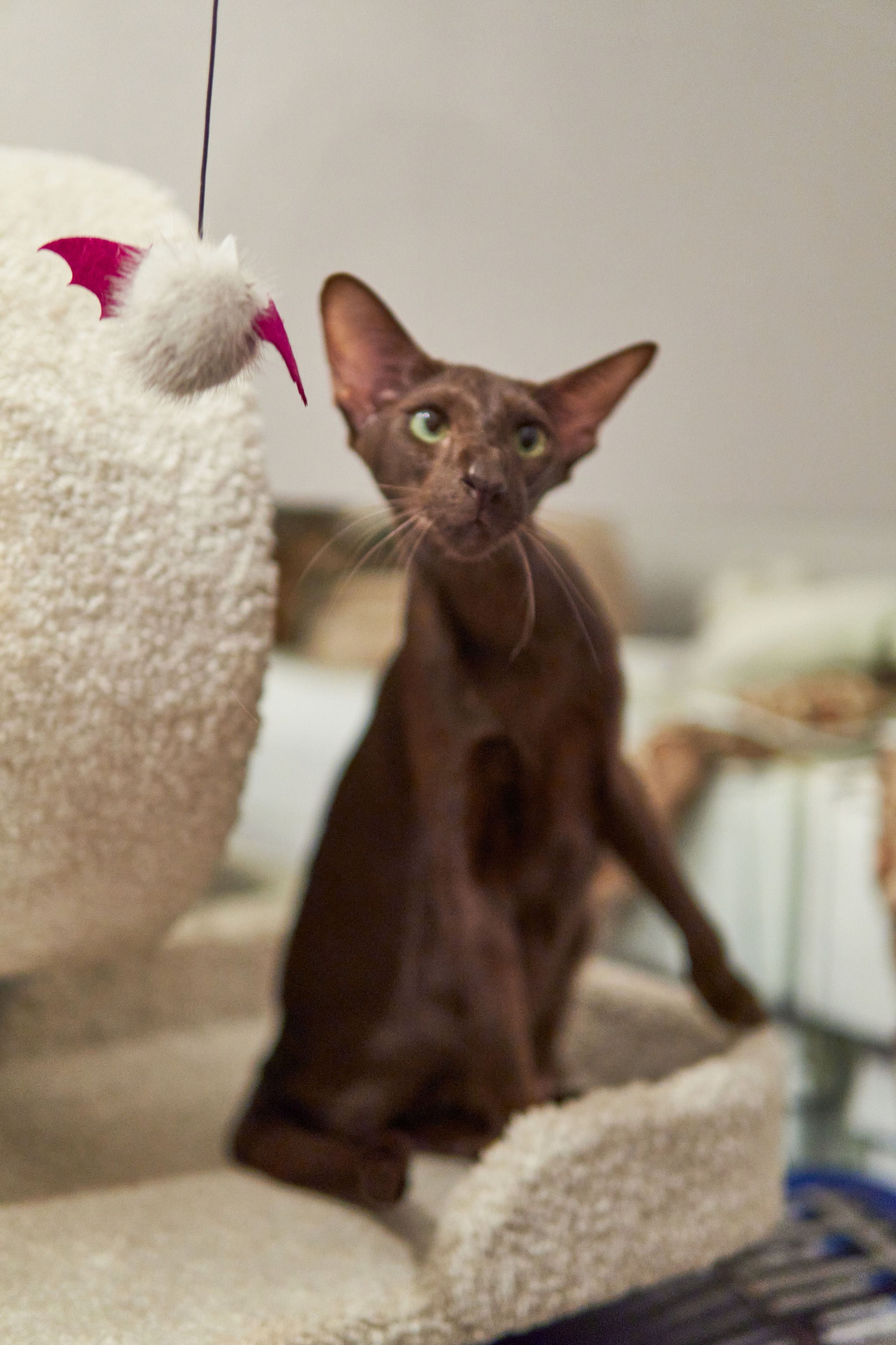 Выездные. Фотограф людей и животных в Санкт-Петербурге Марина Бурмистрова