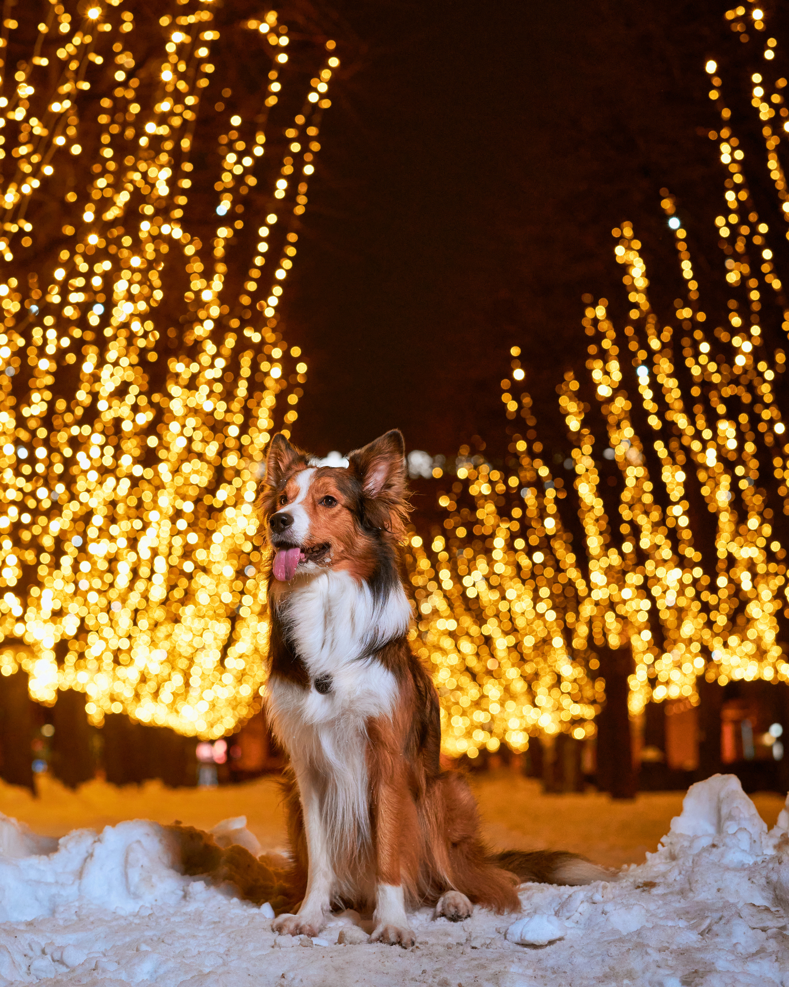 Прогулочные. Фотограф людей и животных в Санкт-Петербурге Марина Бурмистрова