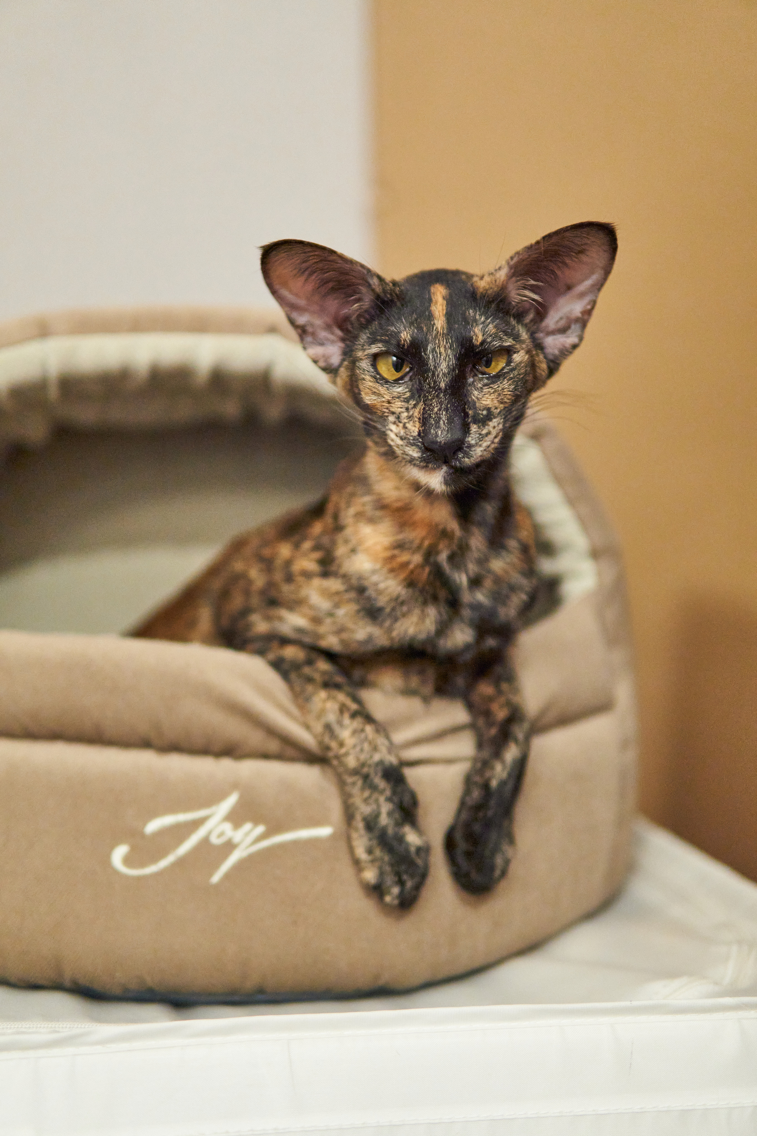 Выездные. Фотограф людей и животных в Санкт-Петербурге Марина Бурмистрова