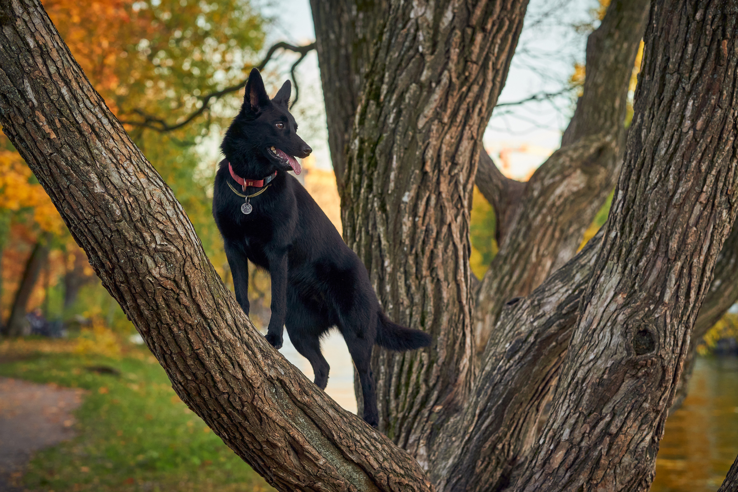Прогулочные. Фотограф людей и животных в Санкт-Петербурге Марина Бурмистрова