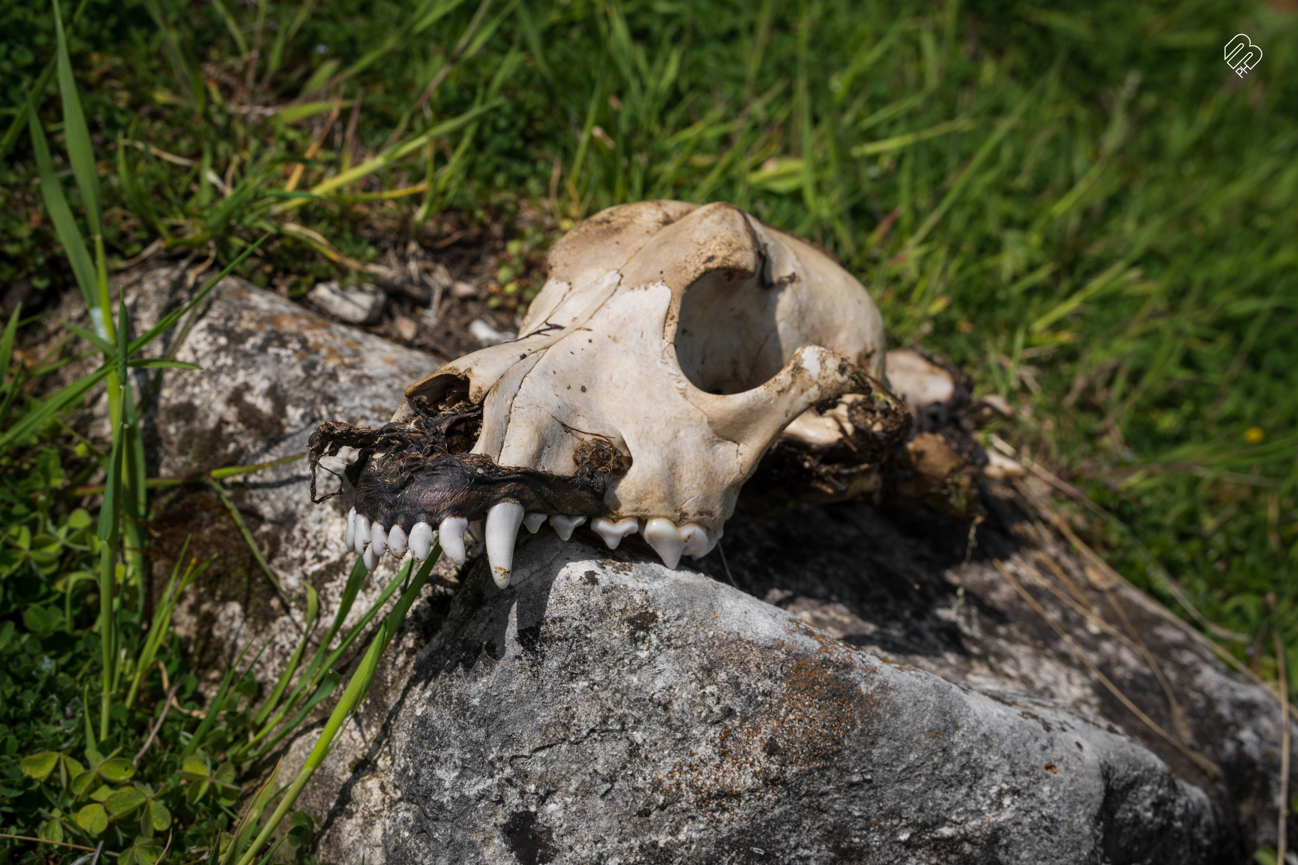 Абхазия 2022. Фотограф людей и животных в Санкт-Петербурге Марина Бурмистрова