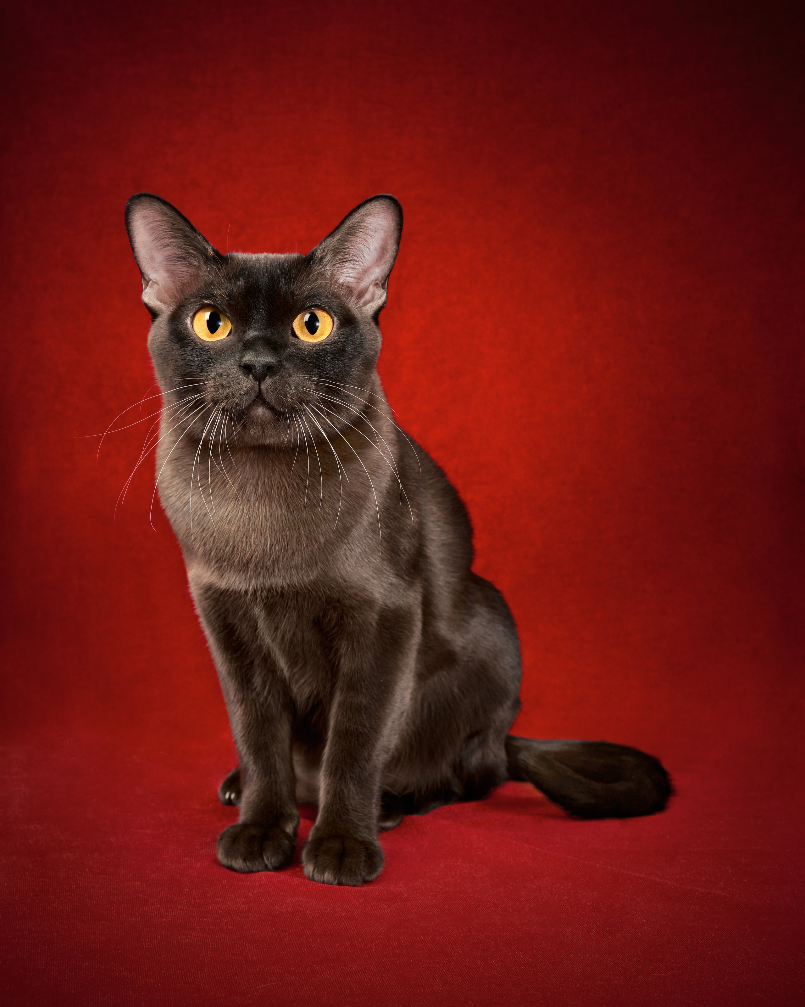 Выездные. Фотограф людей и животных в Санкт-Петербурге Марина Бурмистрова