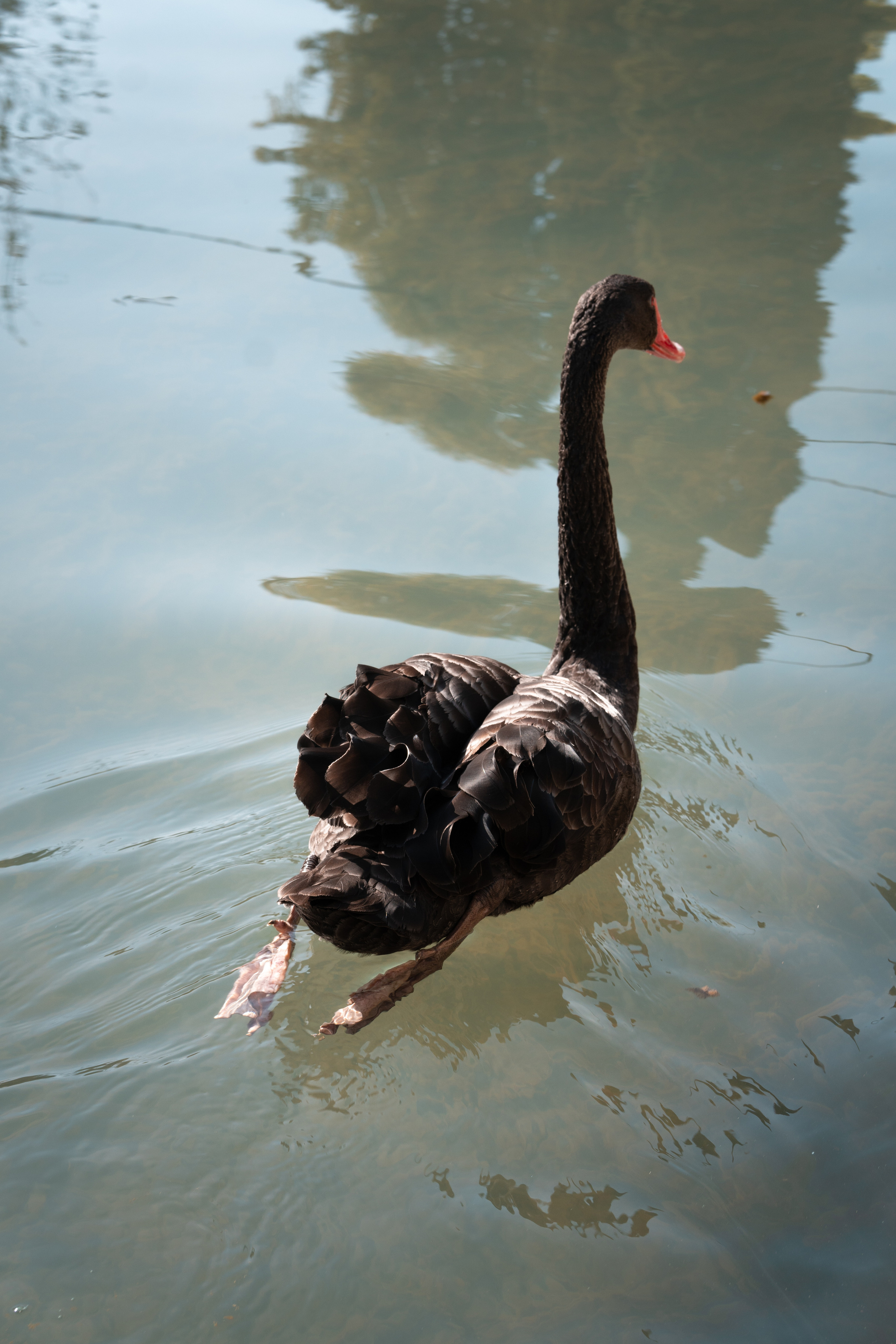 Абхазия 2022. Фотограф людей и животных в Санкт-Петербурге Марина Бурмистрова