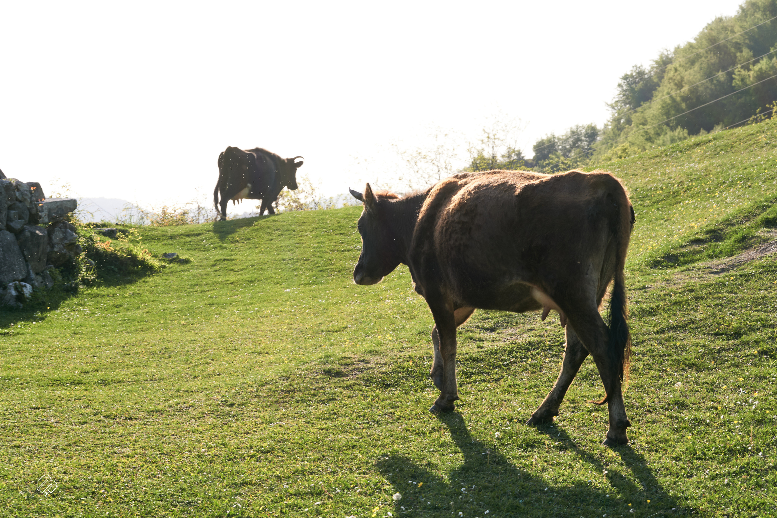 Абхазия 2022. Фотограф людей и животных в Санкт-Петербурге Марина Бурмистрова