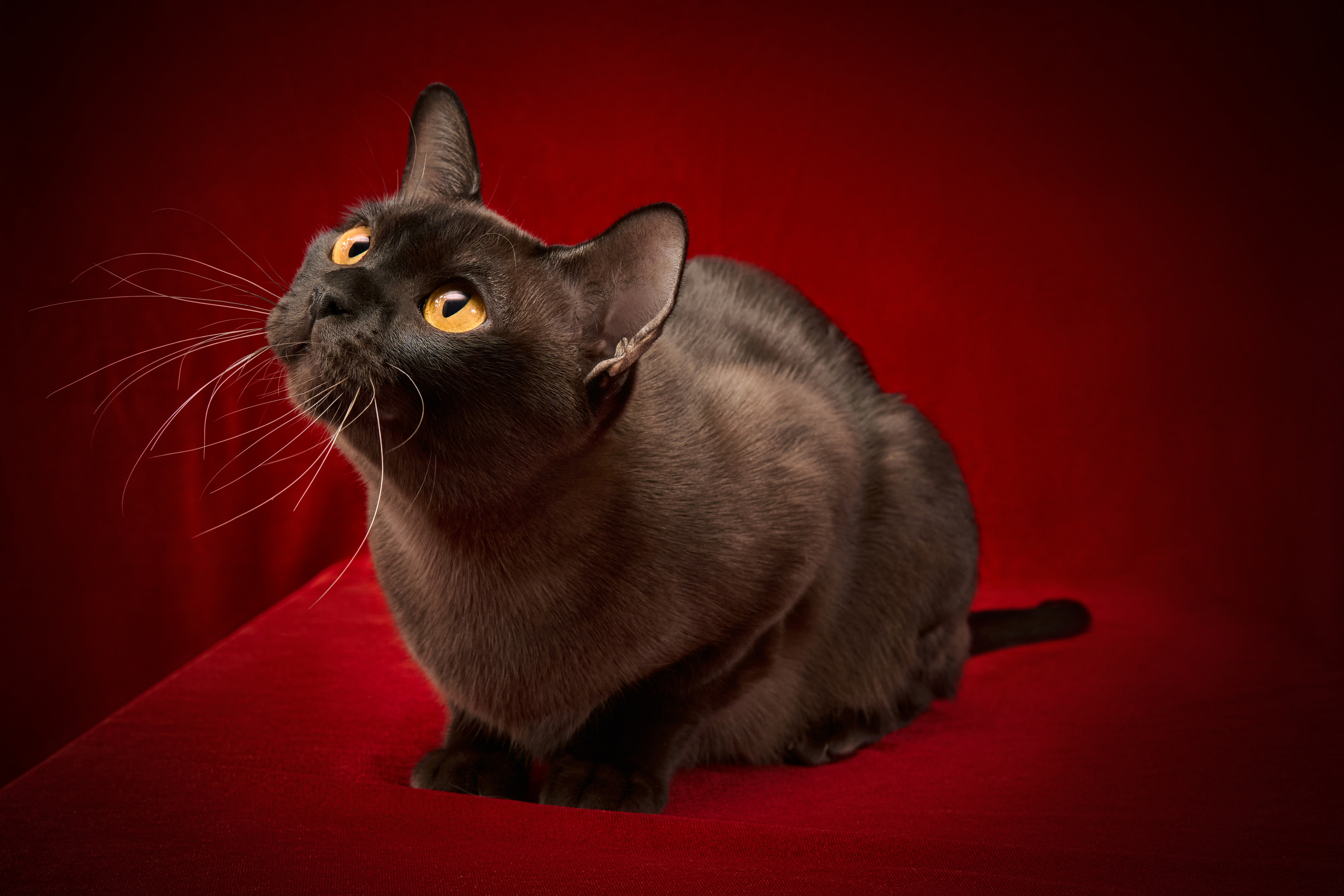 Выездные. Фотограф людей и животных в Санкт-Петербурге Марина Бурмистрова