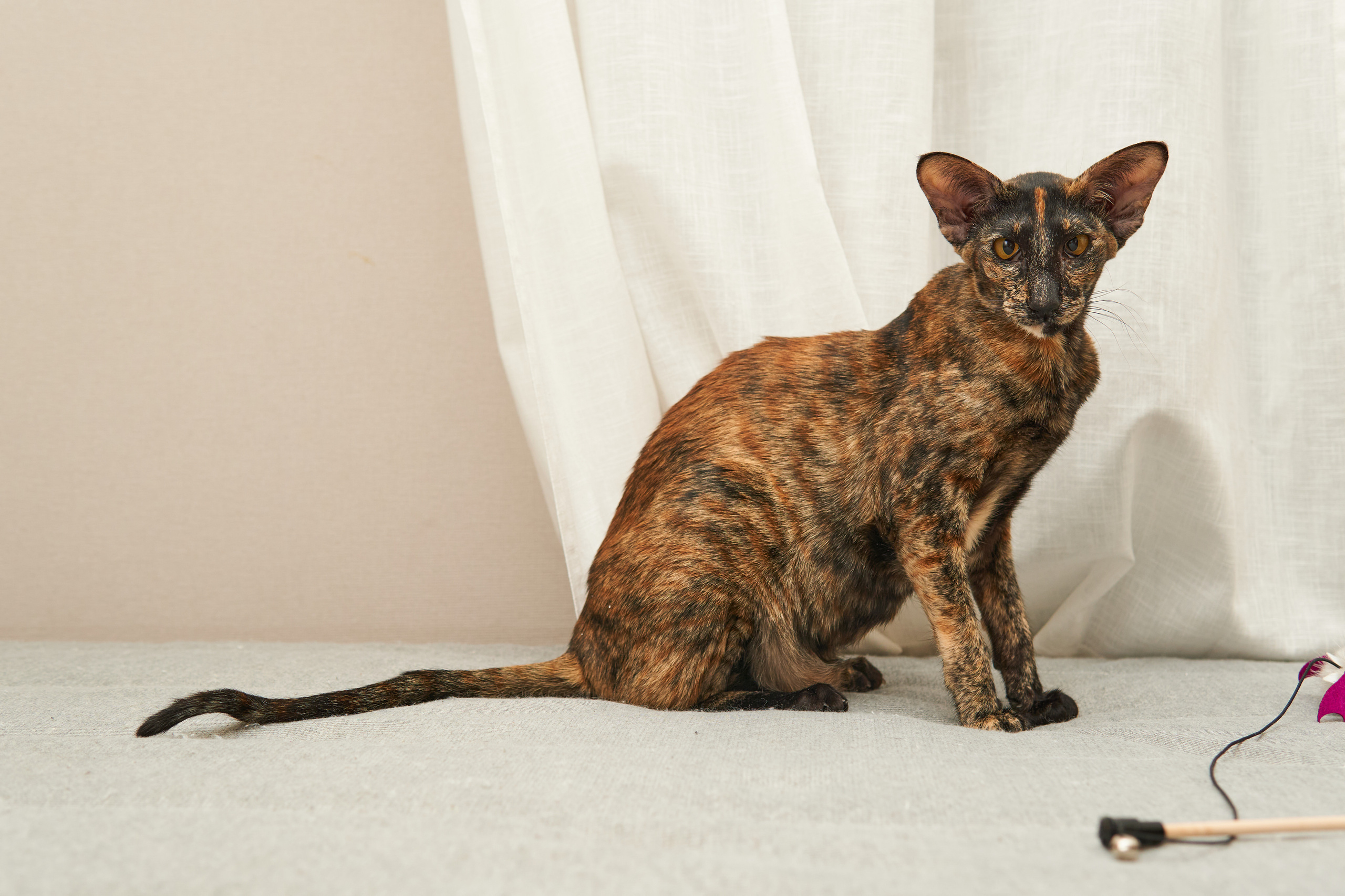 Выездные. Фотограф людей и животных в Санкт-Петербурге Марина Бурмистрова