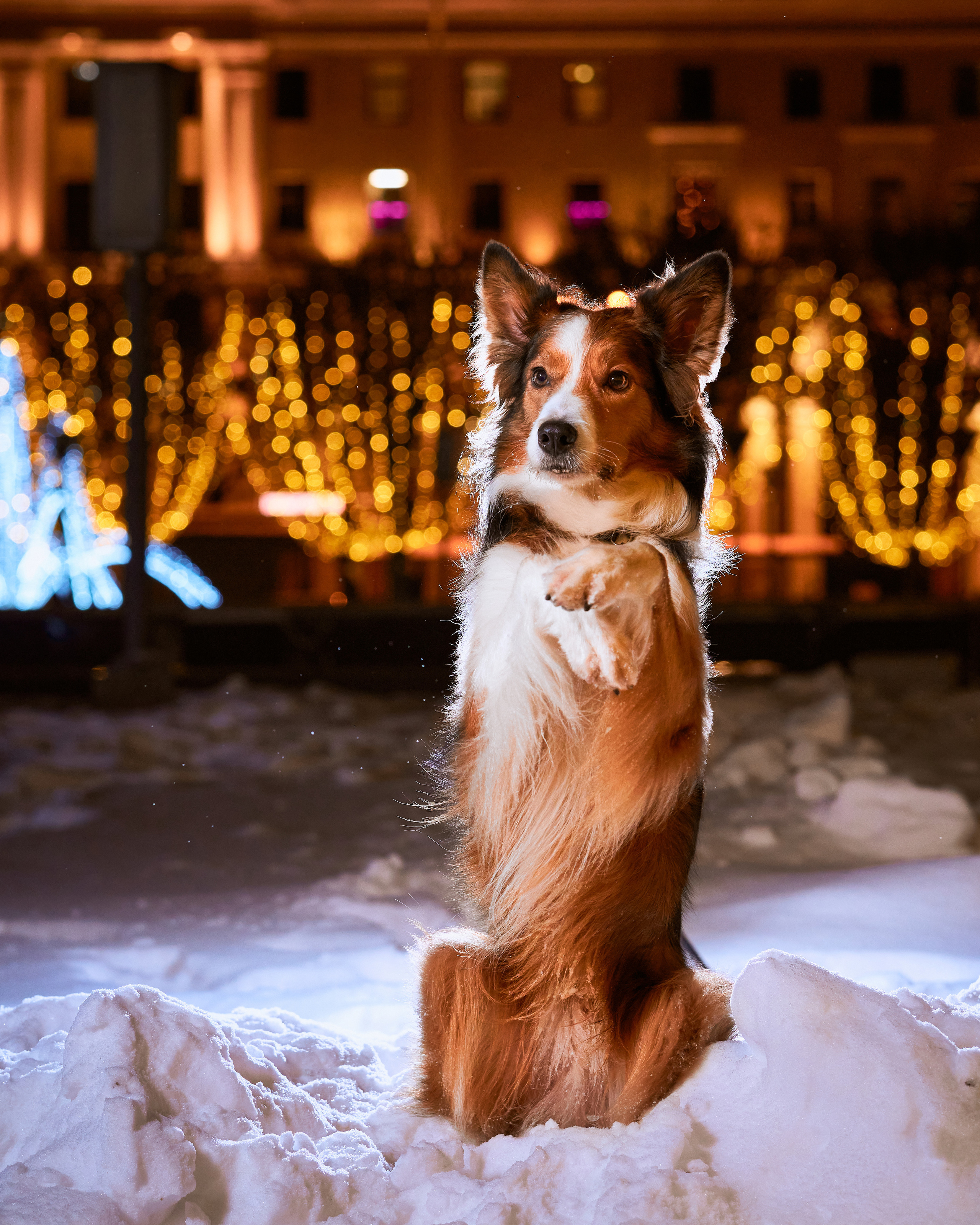 Прогулочные. Фотограф людей и животных в Санкт-Петербурге Марина Бурмистрова