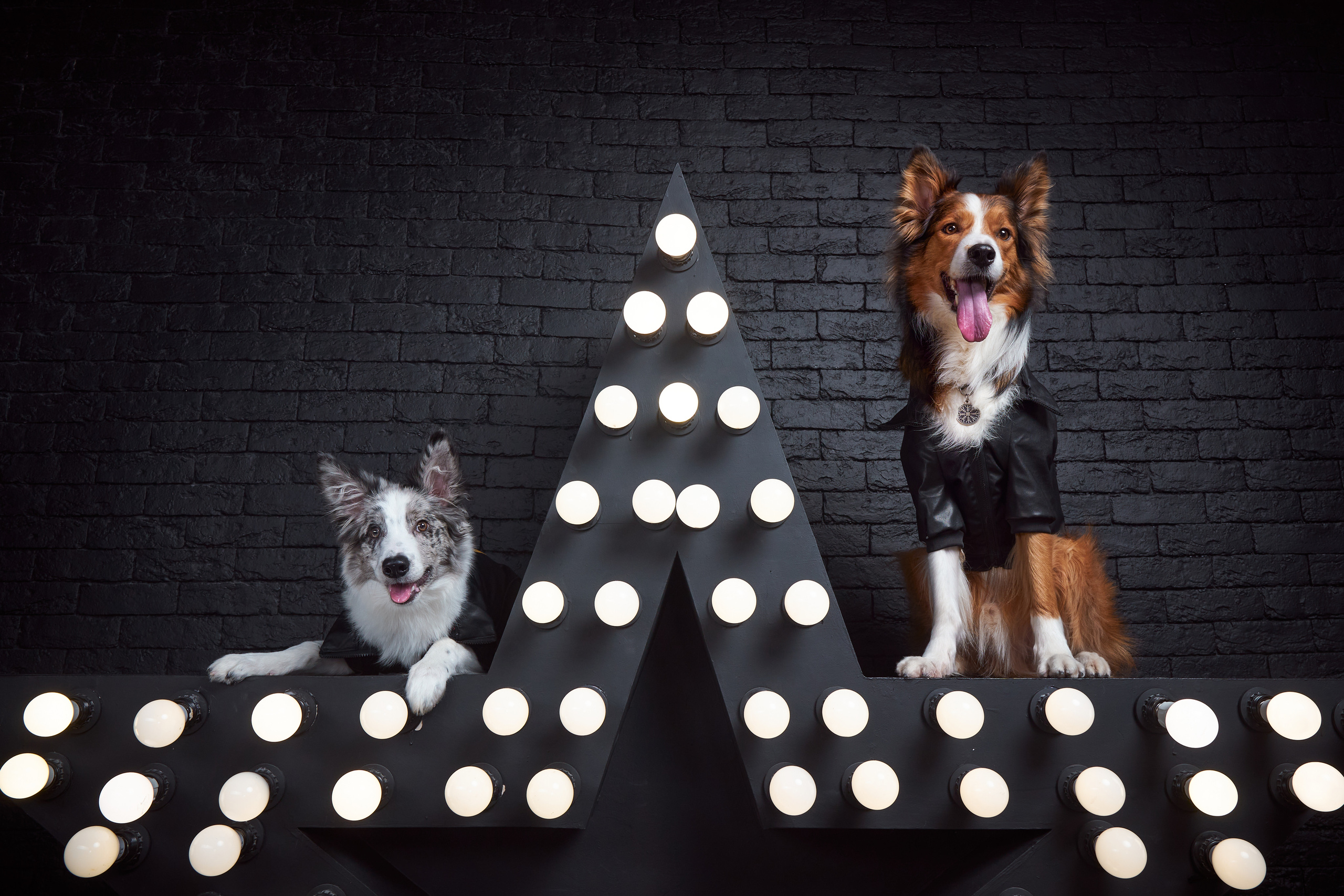 фотосессия собак в стиле рок-звезд, собака в кожаной куртке, собака в кожаном костюме, бордер-колли в студии, фотосессия собаки в студии