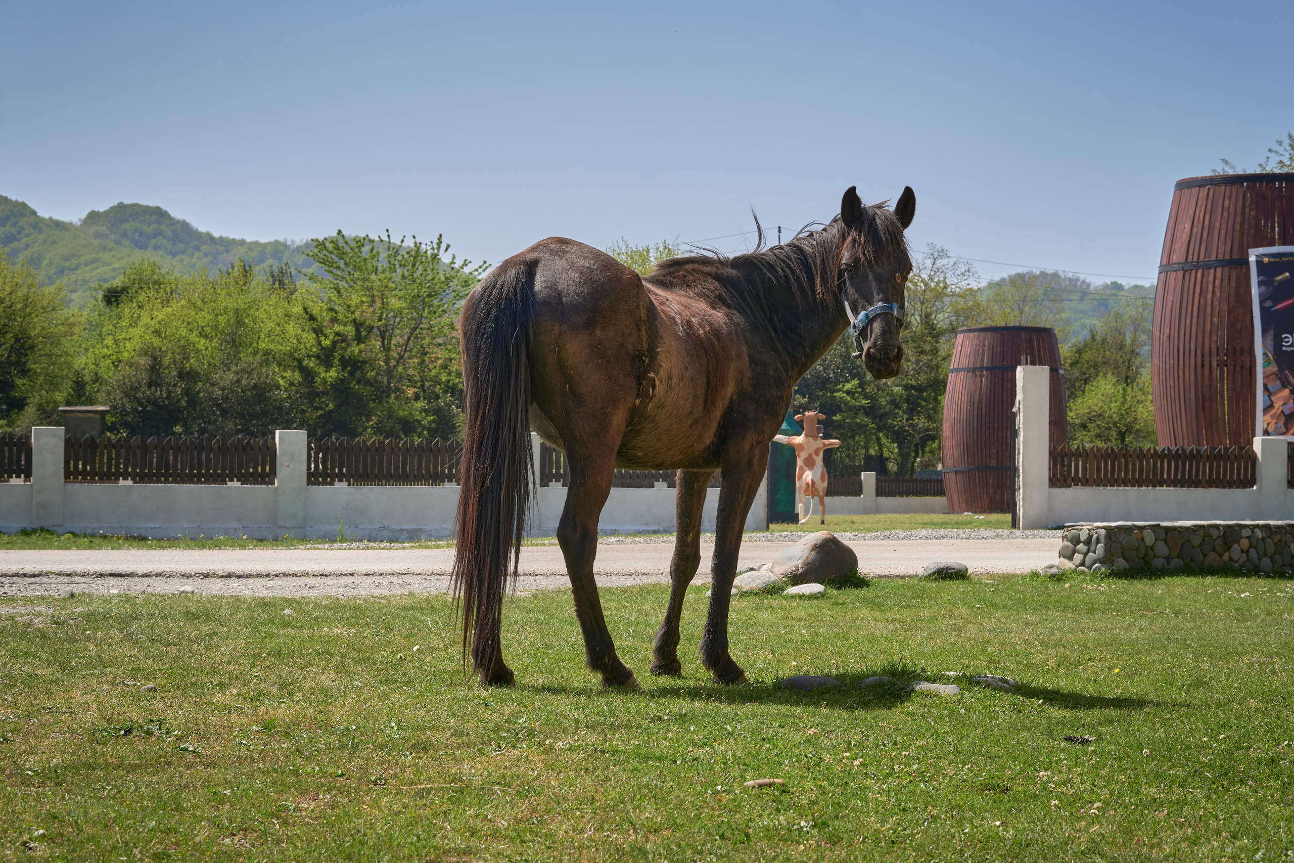 Абхазия 2022. Фотограф людей и животных в Санкт-Петербурге Марина Бурмистрова