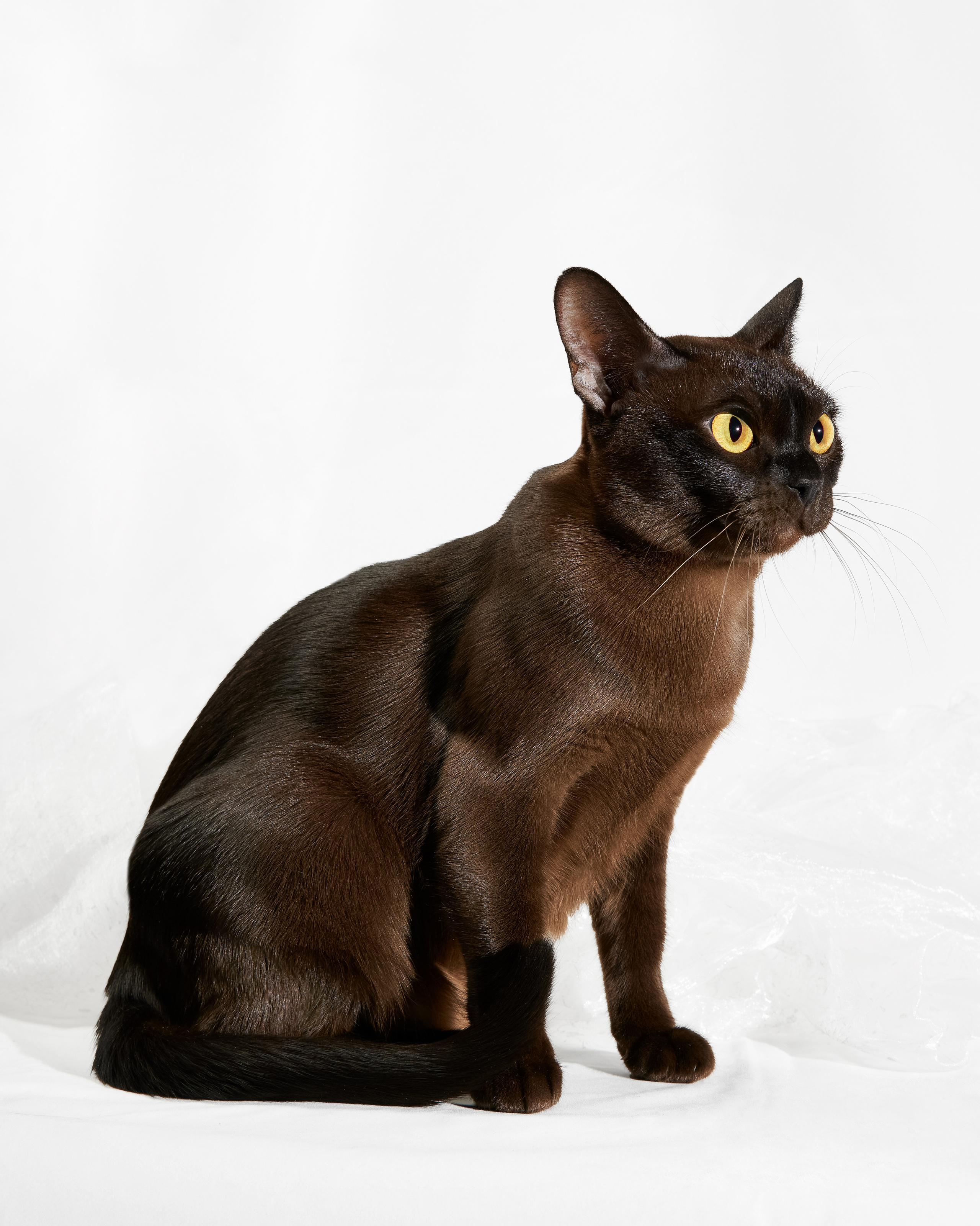 Выездные. Фотограф людей и животных в Санкт-Петербурге Марина Бурмистрова