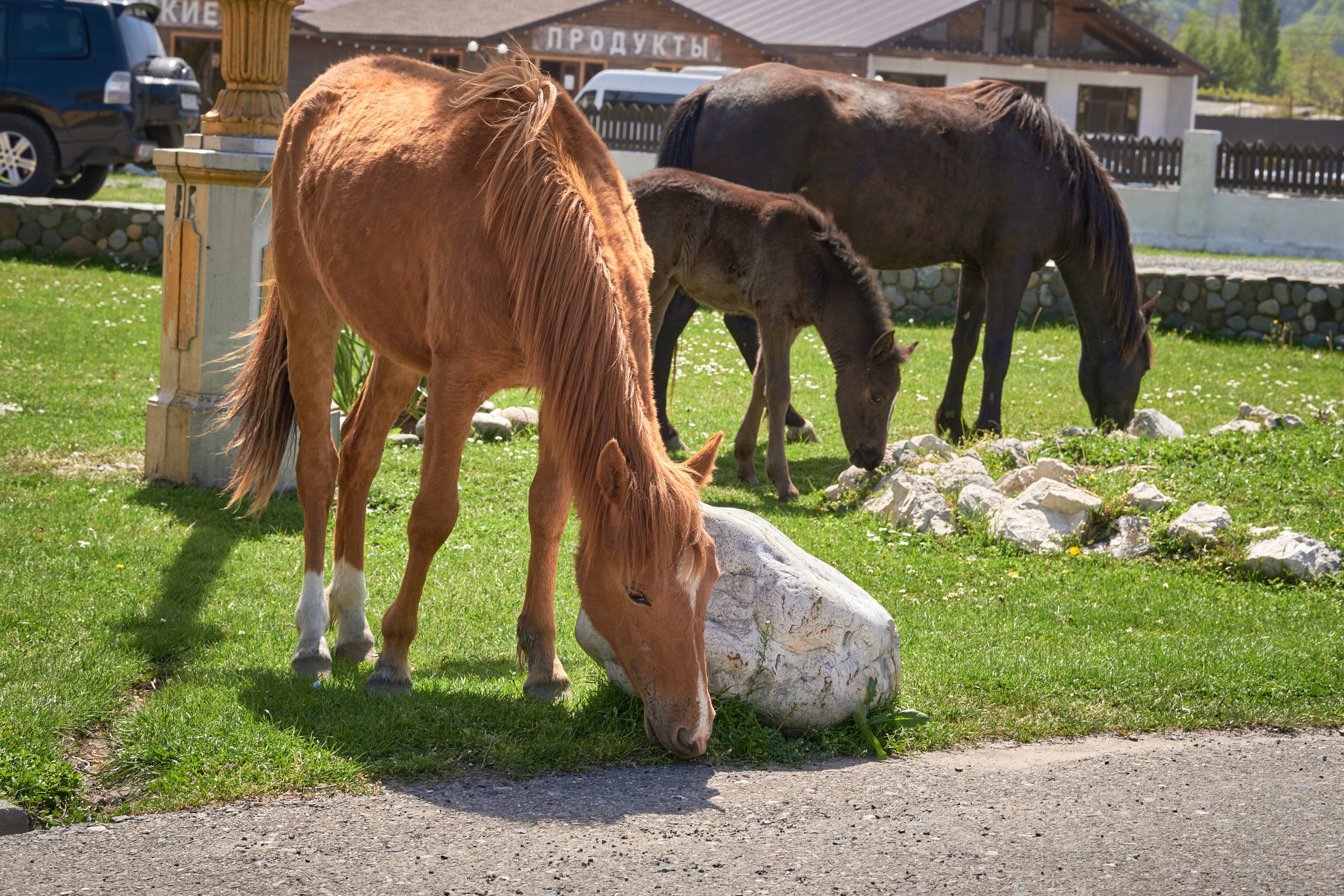Абхазия 2022. Фотограф людей и животных в Санкт-Петербурге Марина Бурмистрова