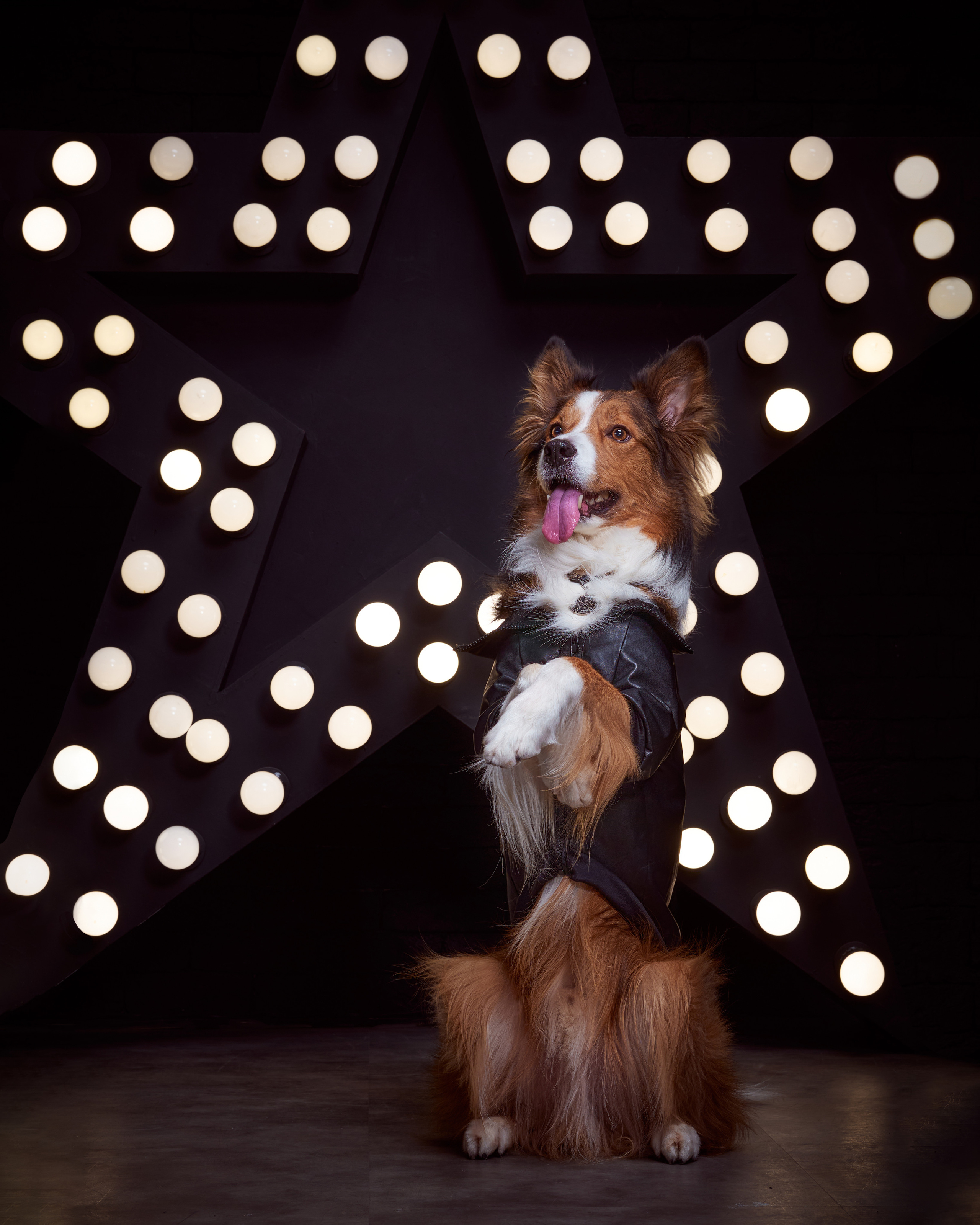 фотосессия собак в стиле рок-звезд, собака в кожаной куртке, собака в кожаном костюме, бордер-колли в студии, фотосессия собаки в студии