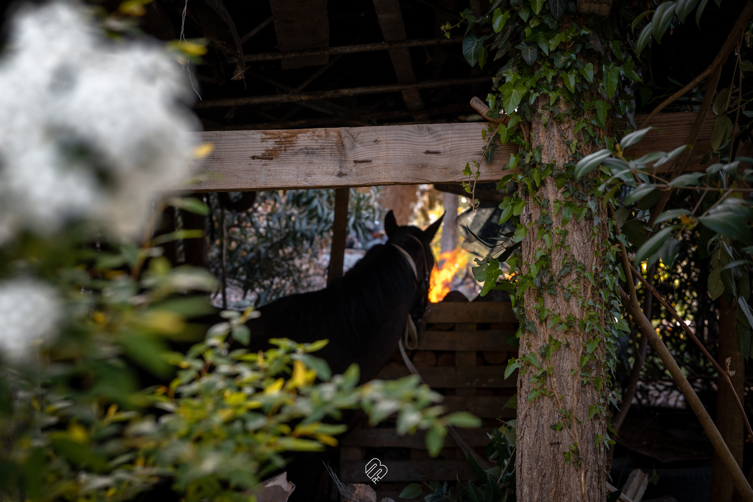 Абхазия 2022. Фотограф людей и животных в Санкт-Петербурге Марина Бурмистрова