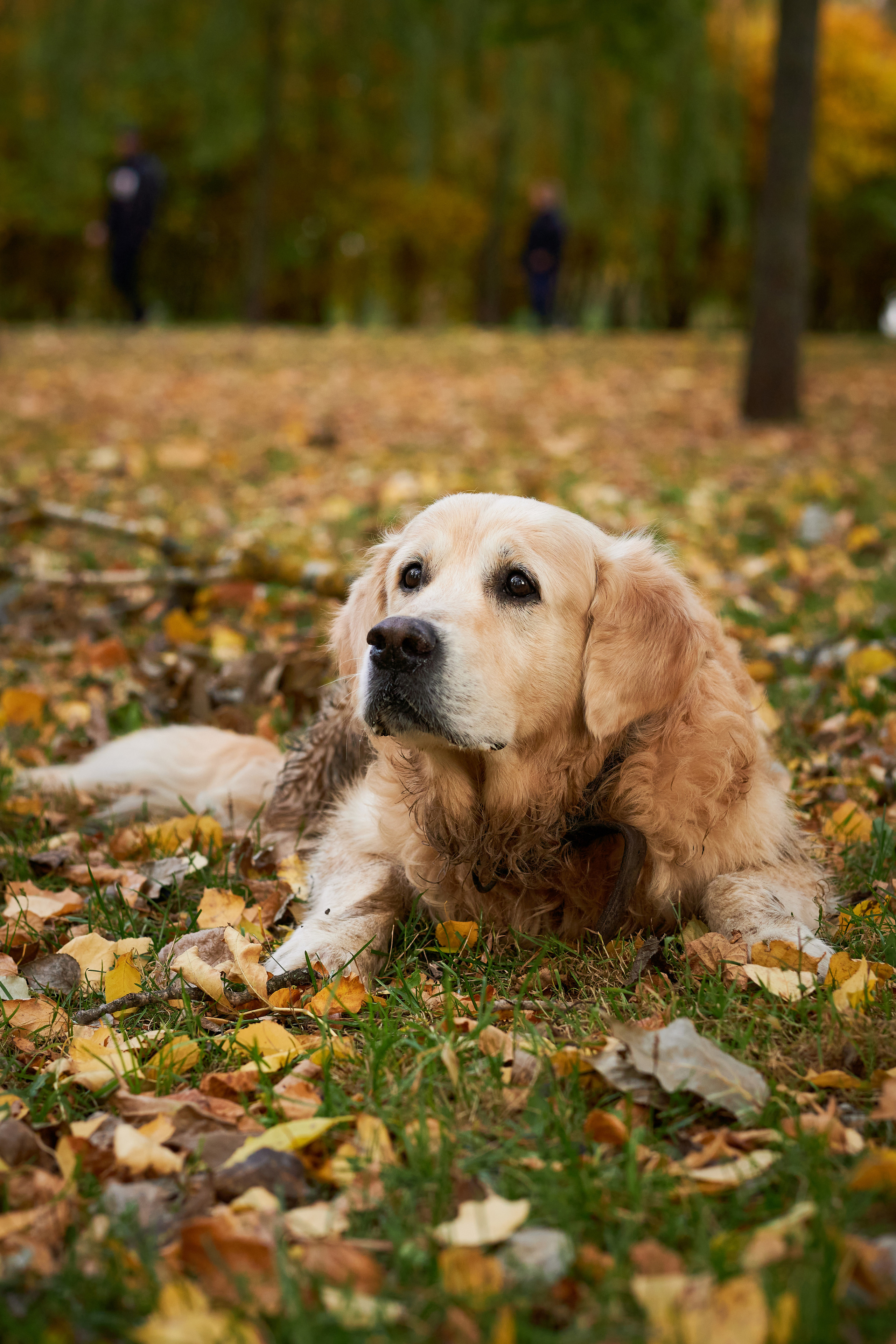 Прогулочные. Фотограф людей и животных в Санкт-Петербурге Марина Бурмистрова