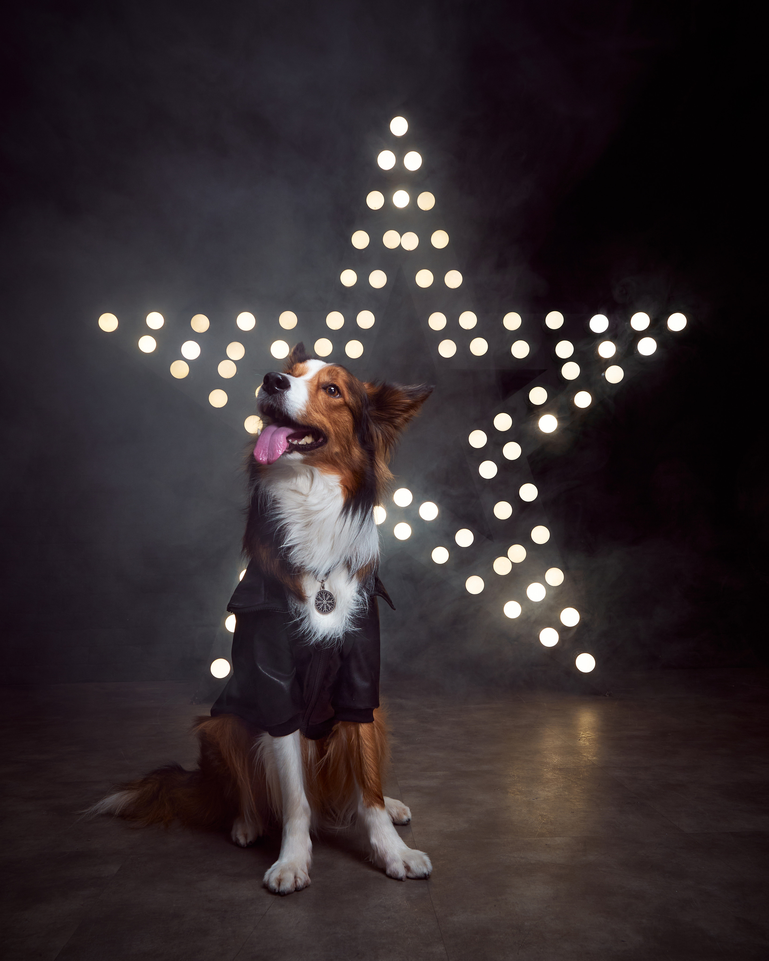 фотосессия собак в стиле рок-звезд, собака в кожаной куртке, собака в кожаном костюме, бордер-колли в студии, фотосессия собаки в студии