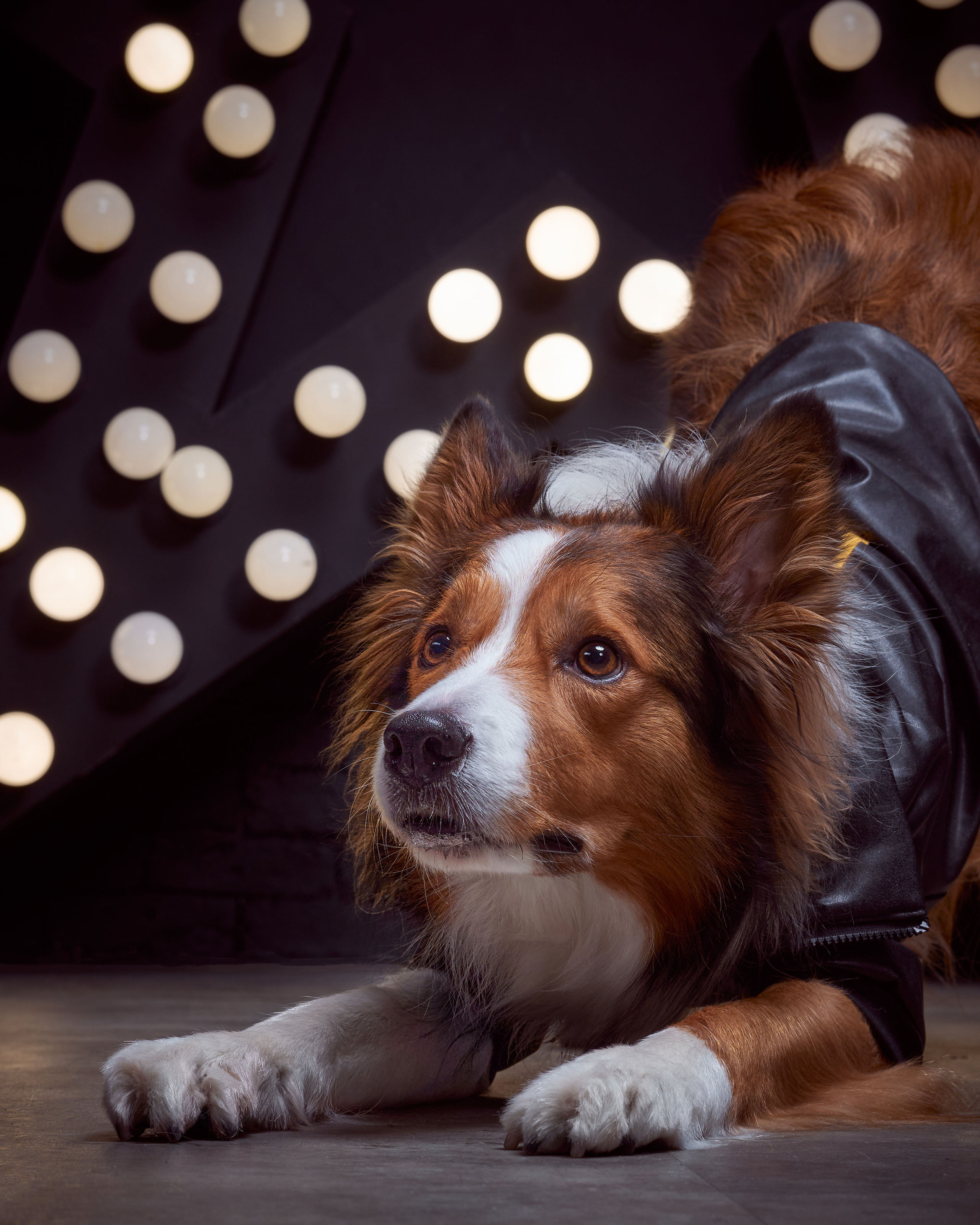 фотосессия собак в стиле рок-звезд, собака в кожаной куртке, собака в кожаном костюме, бордер-колли в студии, фотосессия собаки в студии